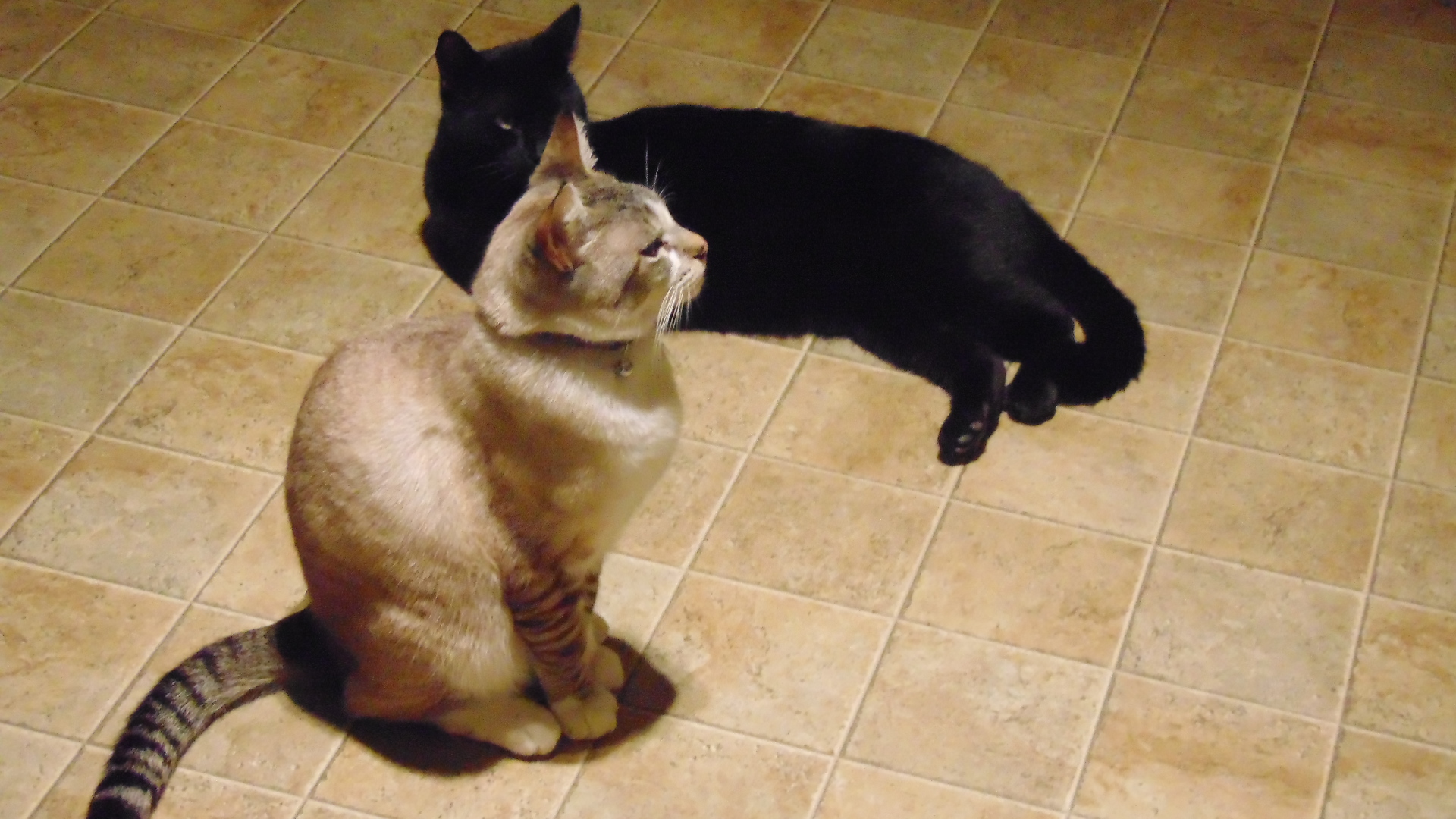 My two cats