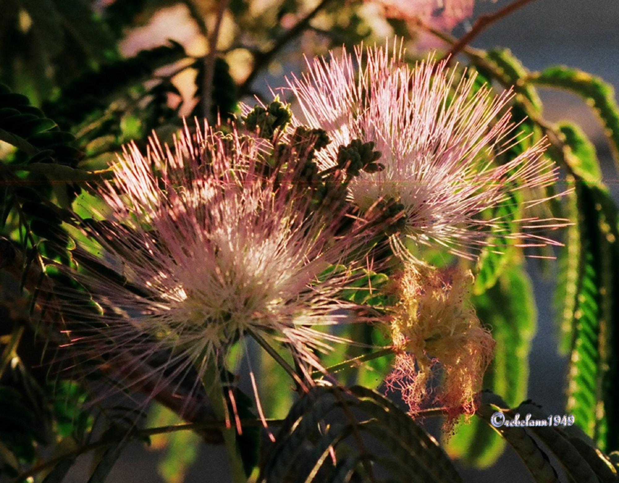 I took this shot sometime in the 2010s it was early morning with the sun shining through the blossoms. 