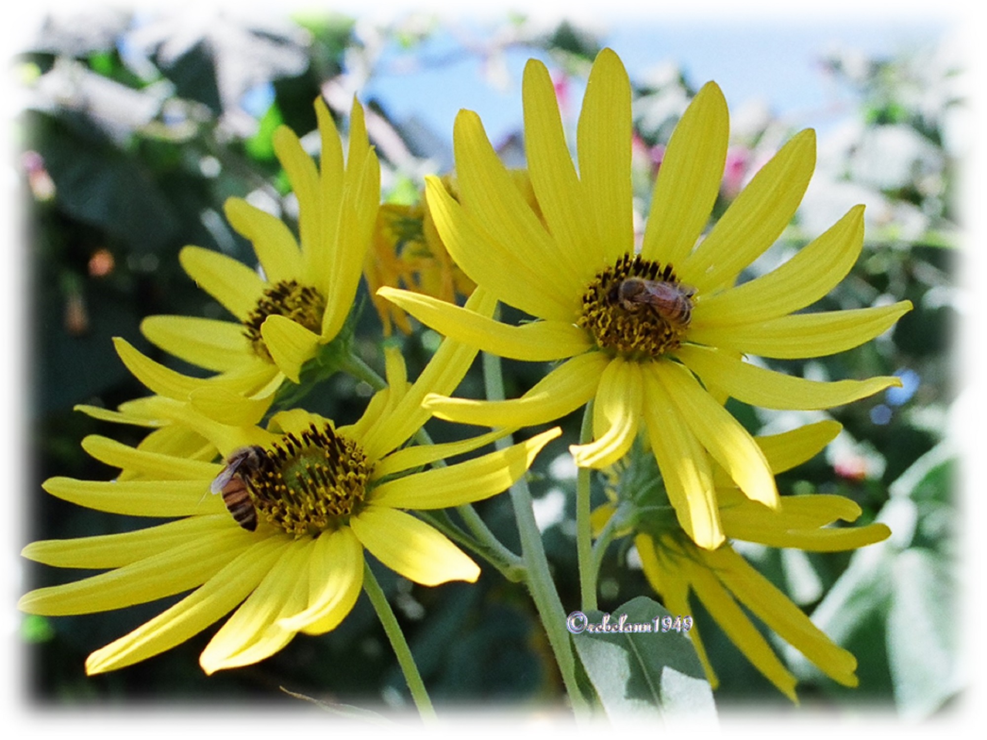 Those flowers look a lot like daisies but they grow on really tall stalks that grow over 15 feet. I took this picture back in the mid 1980s