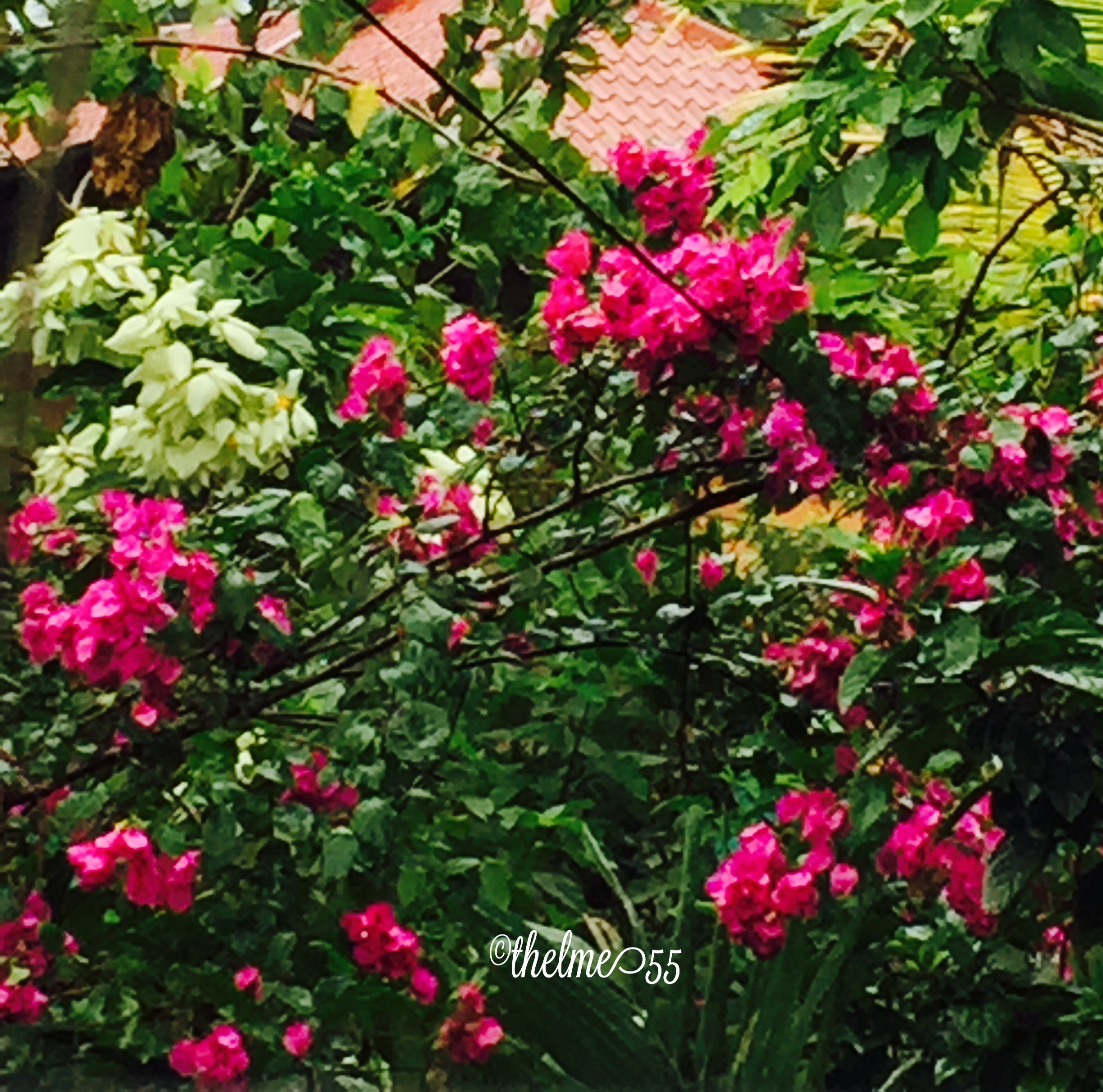 Bougainvillea in my tropical garden Bougainvillea in my tropical garden
