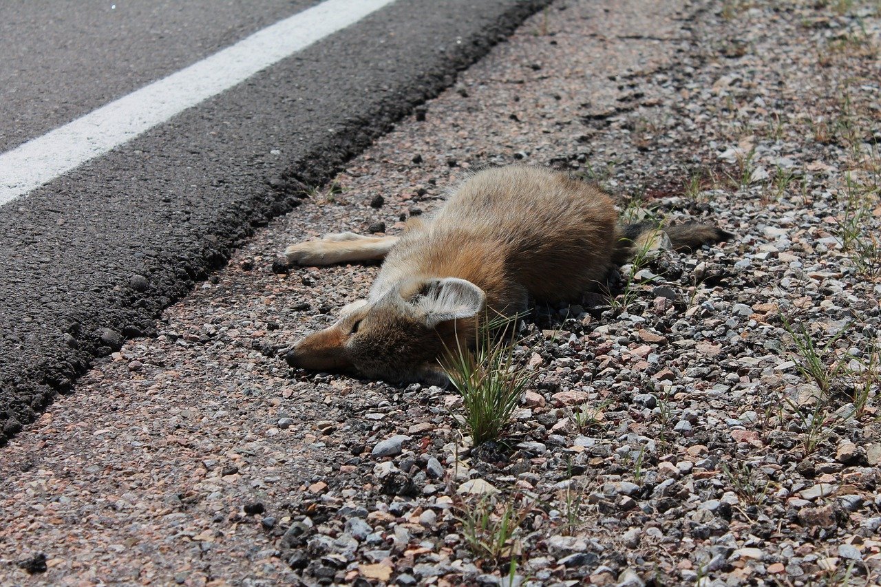 Many a fox has lost their lives to their greed without keeping their eyes on their real need