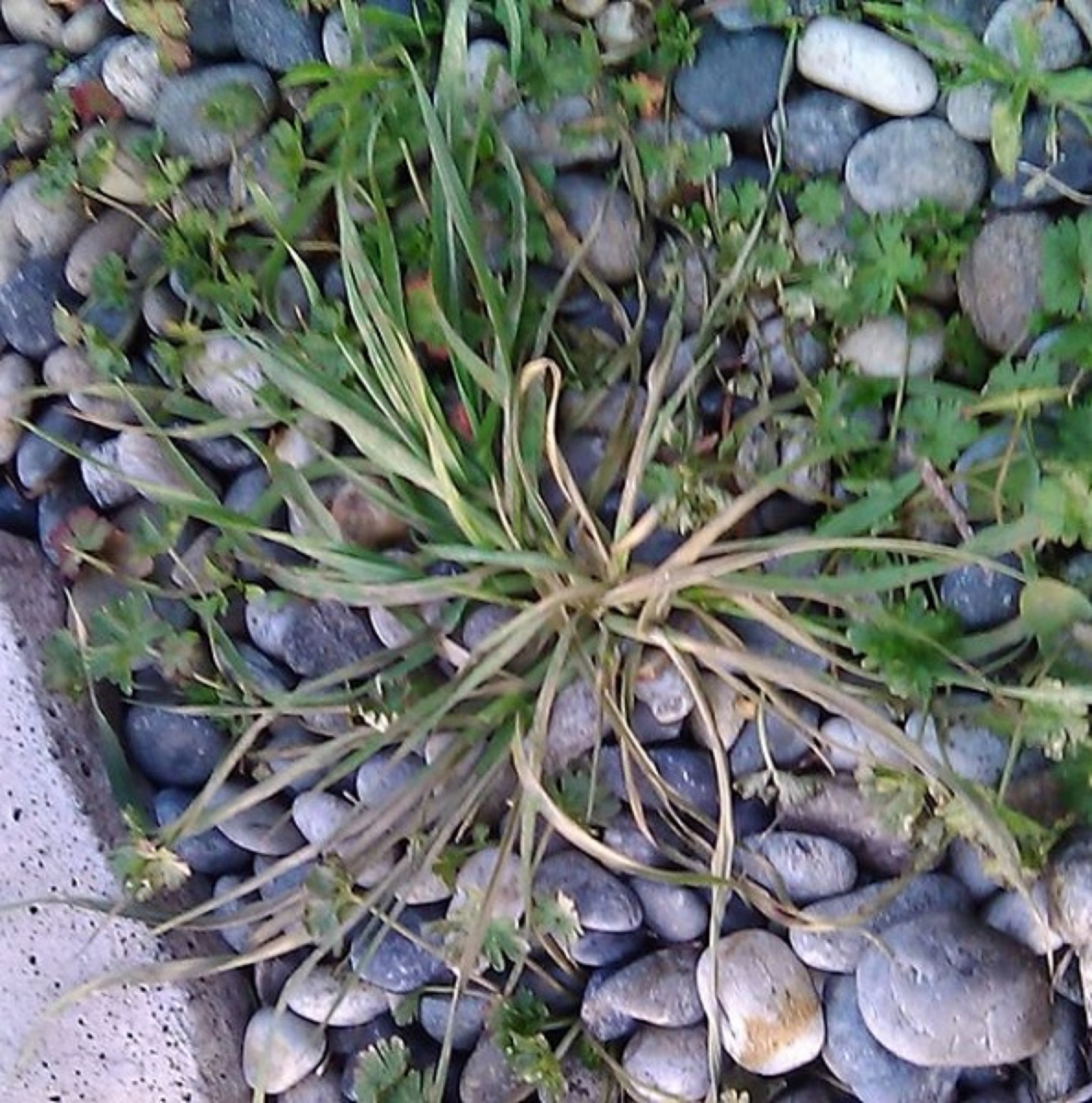 Photo I took of one of the weeds after being sprayed with homemade weed killer Photo I took of one of the weeds after being sprayed with homemade weed killer