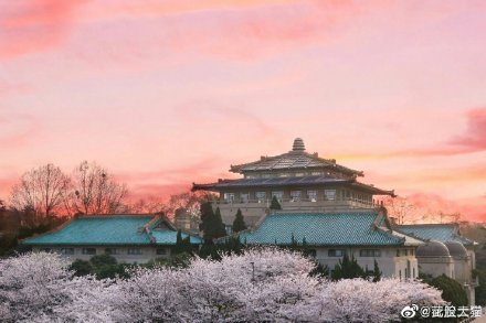 cherry blossom cherry blossom
