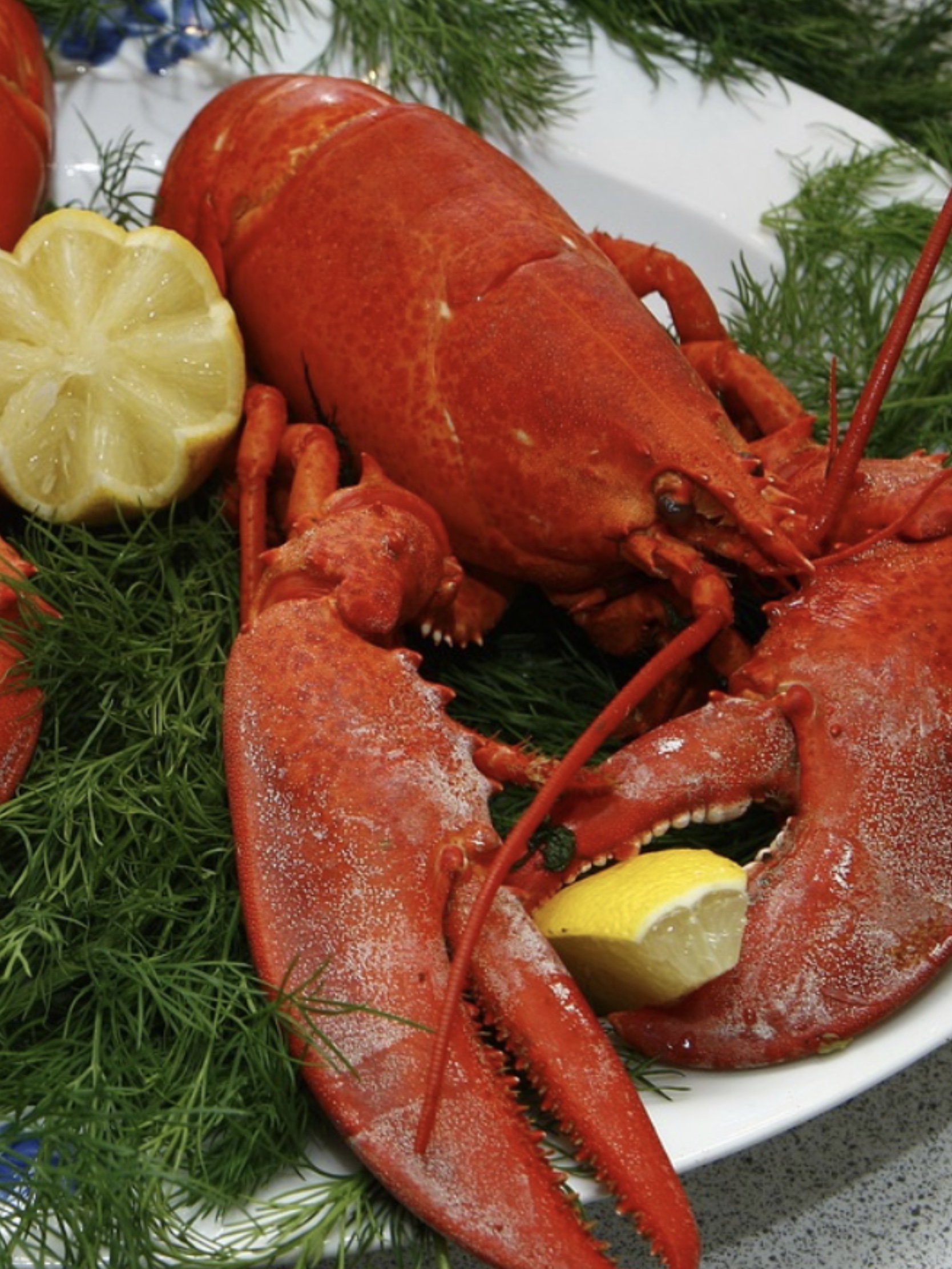 It’s Half Price Maine Lobster Month / myLot