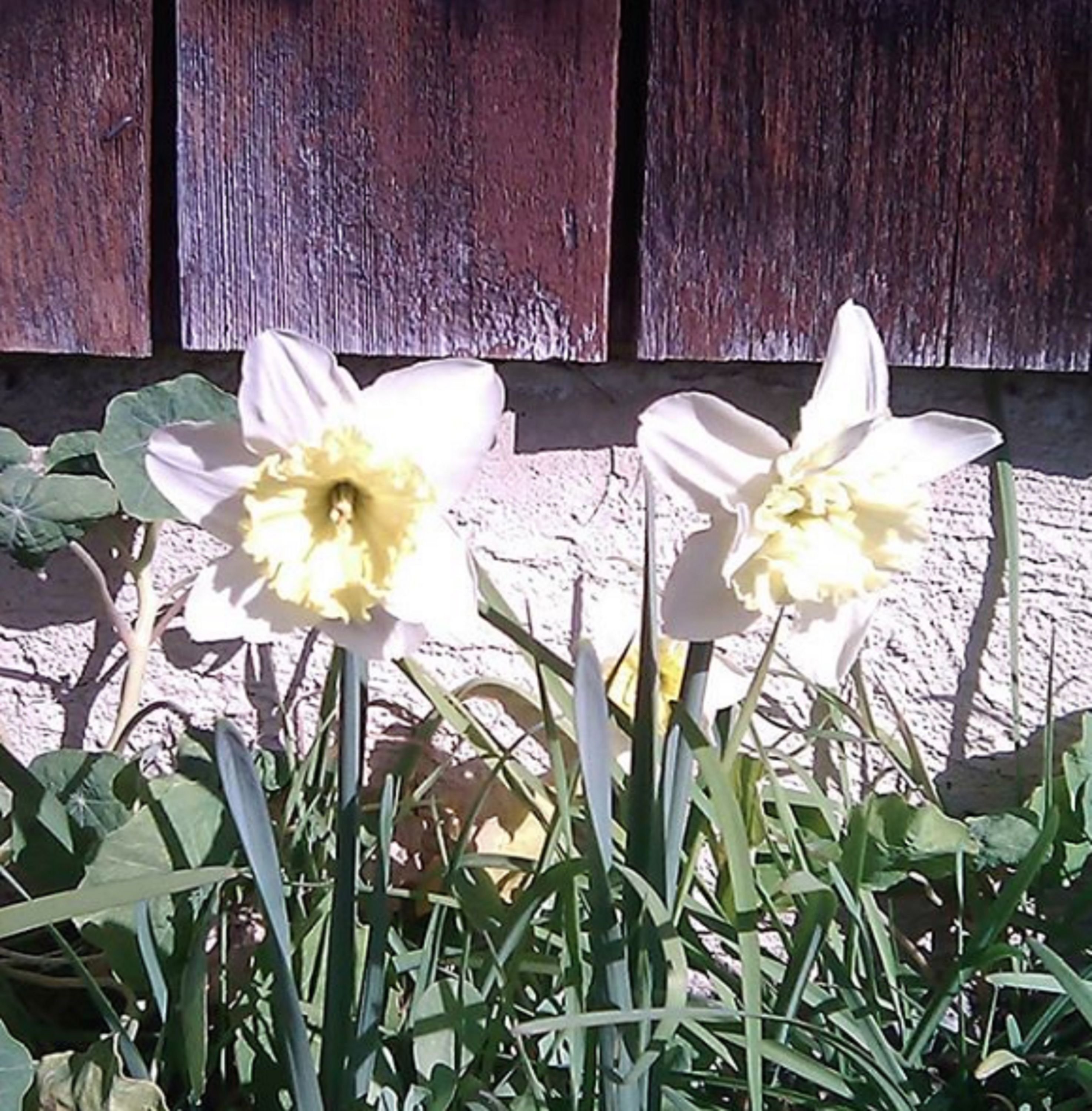 Daffodils in my garden 2-21-20