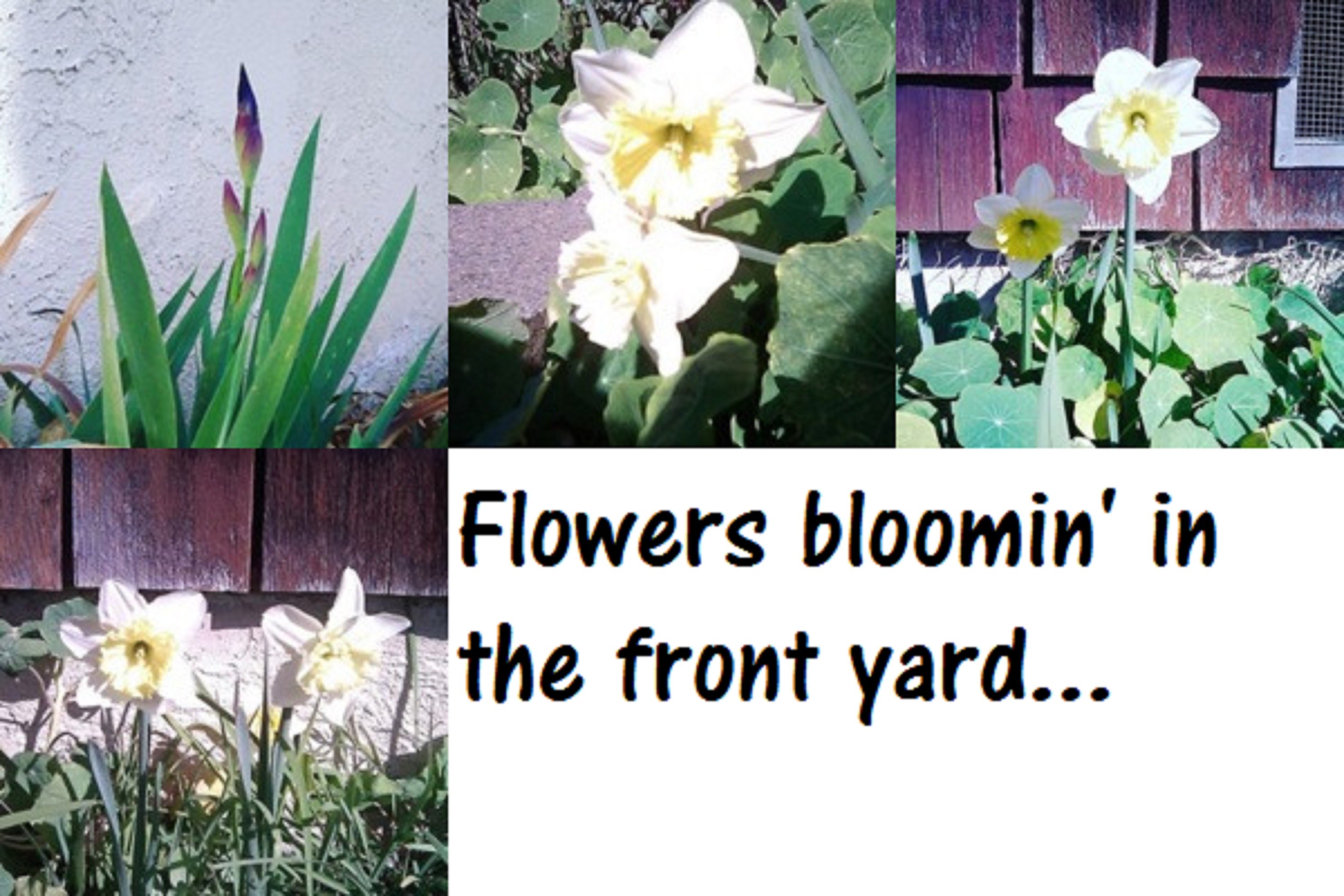 collage I made from photos I took of flowers in the yard collage I made from photos I took of flowers in the yard