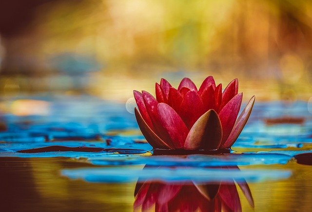flower flower