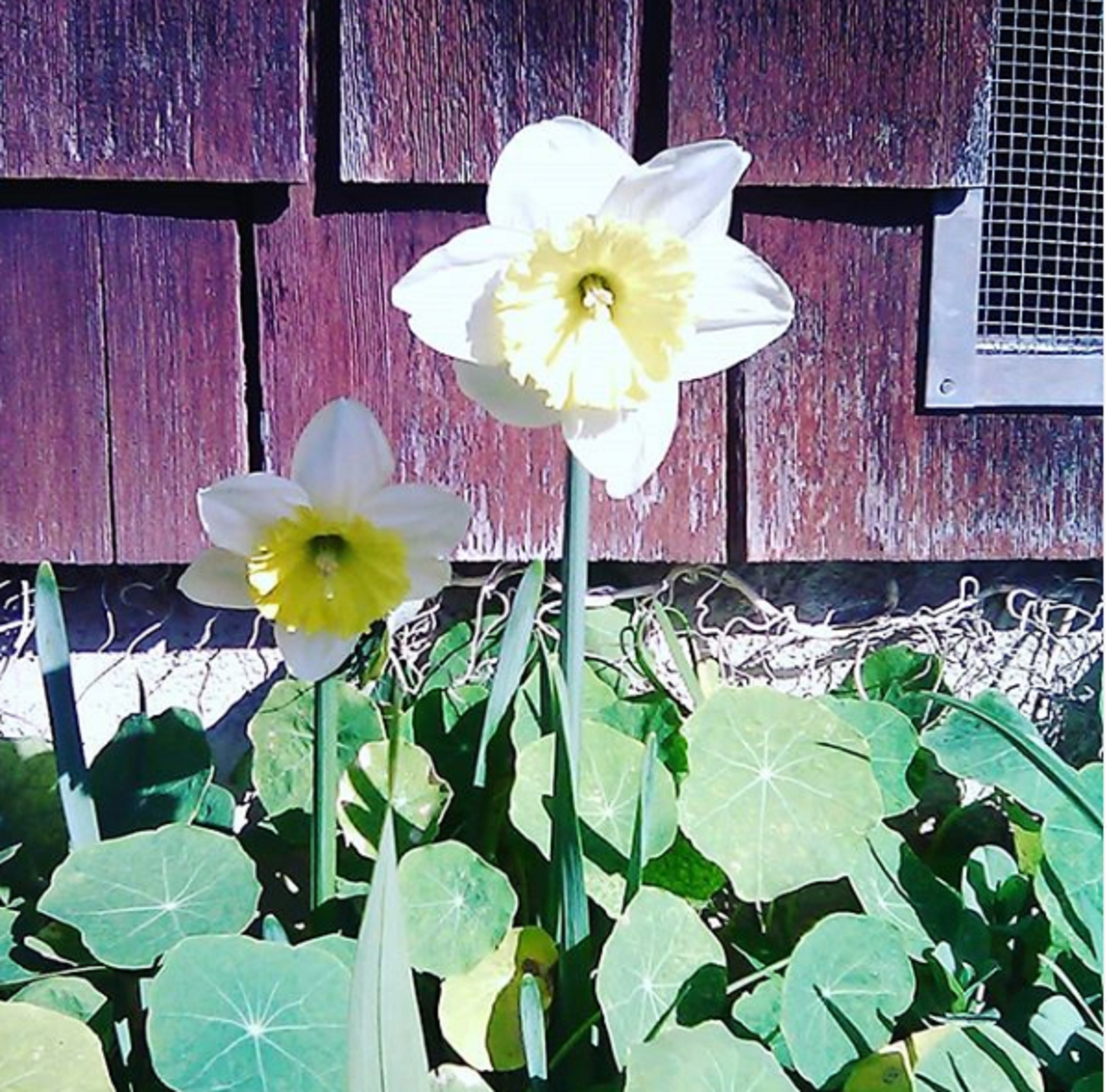 Photo taken by me of Daffodils in my garden 2-21-20 Photo taken by me of Daffodils in my garden 2-21-20