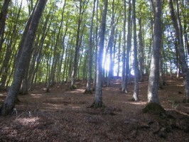 Bosco - South of Italy