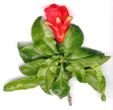 flower - wonderful