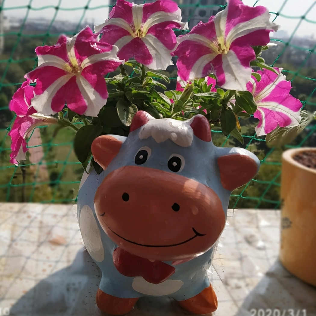 Blooming flowers Blooming flowers