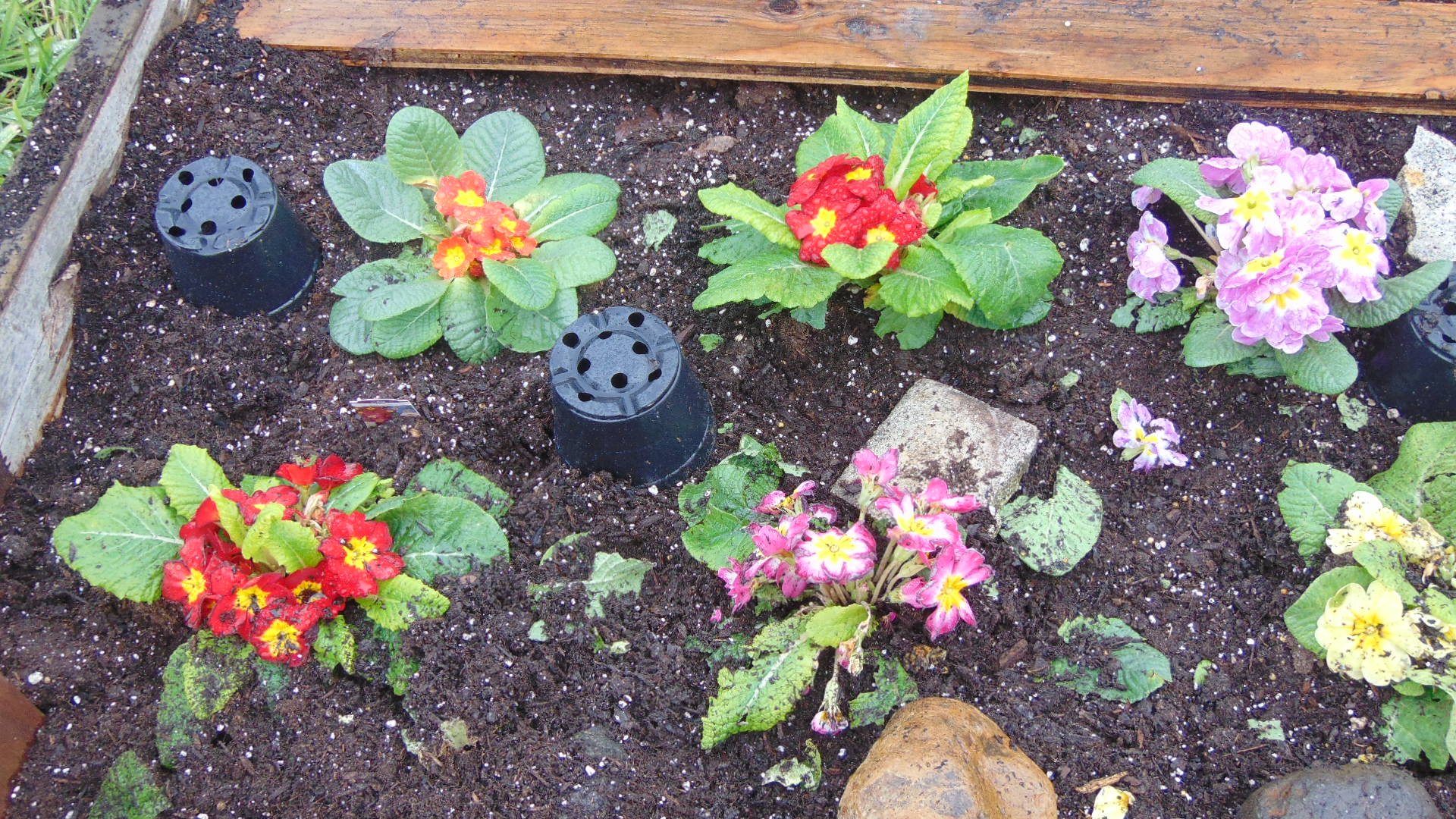 flowers in our garden