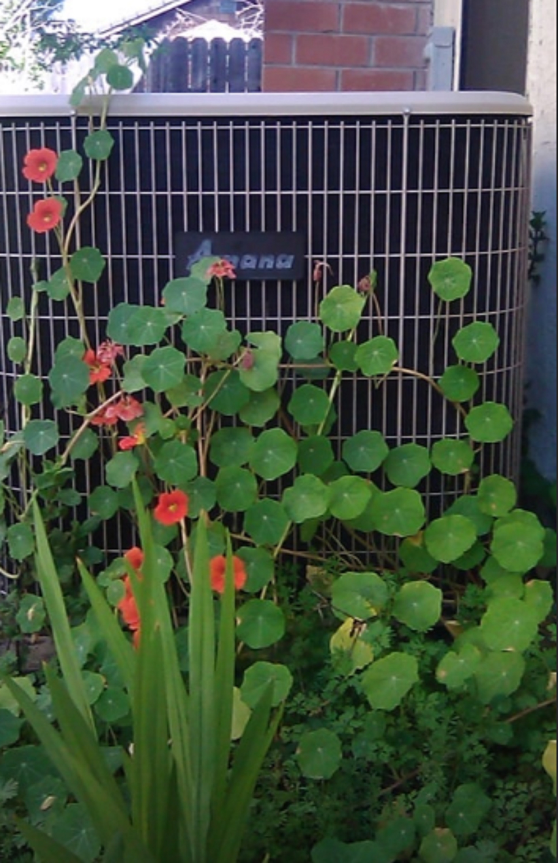 Photo I took of Nasturtiums climbing the air conditioner. Photo I took of Nasturtiums climbing the air conditioner.
