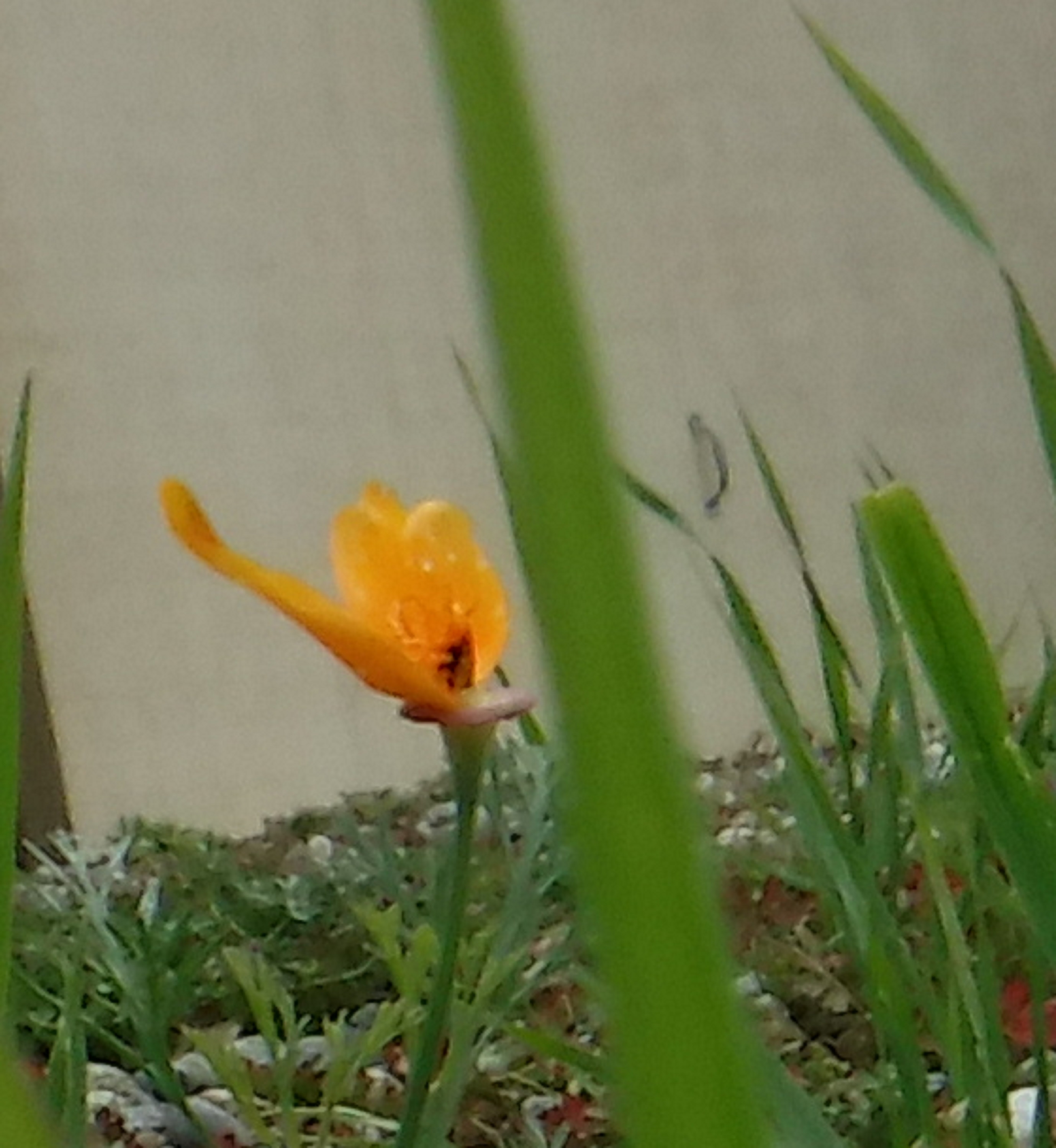 Sorry, didn't realize this flower had been chewed on. Sorry, didn't realize this flower had been chewed on.