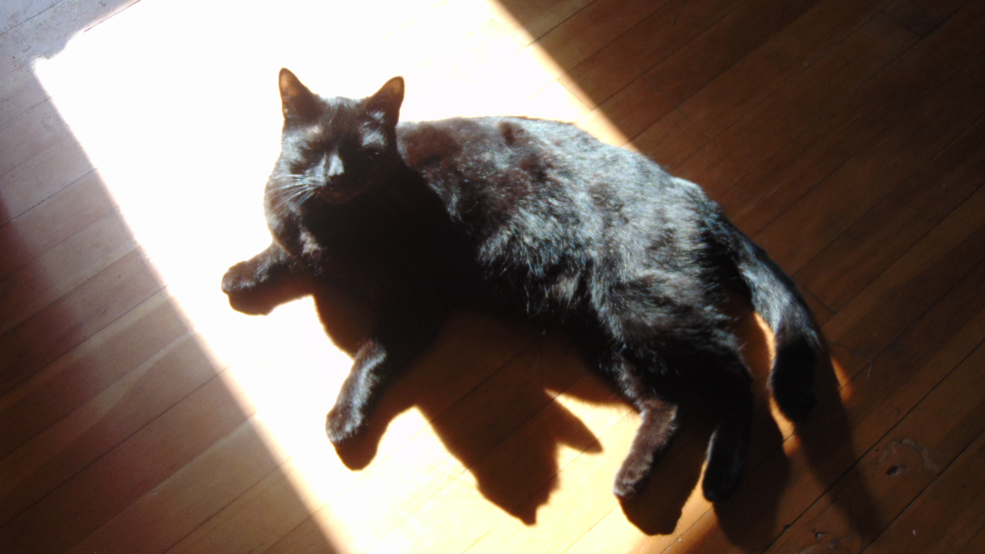 Blackie