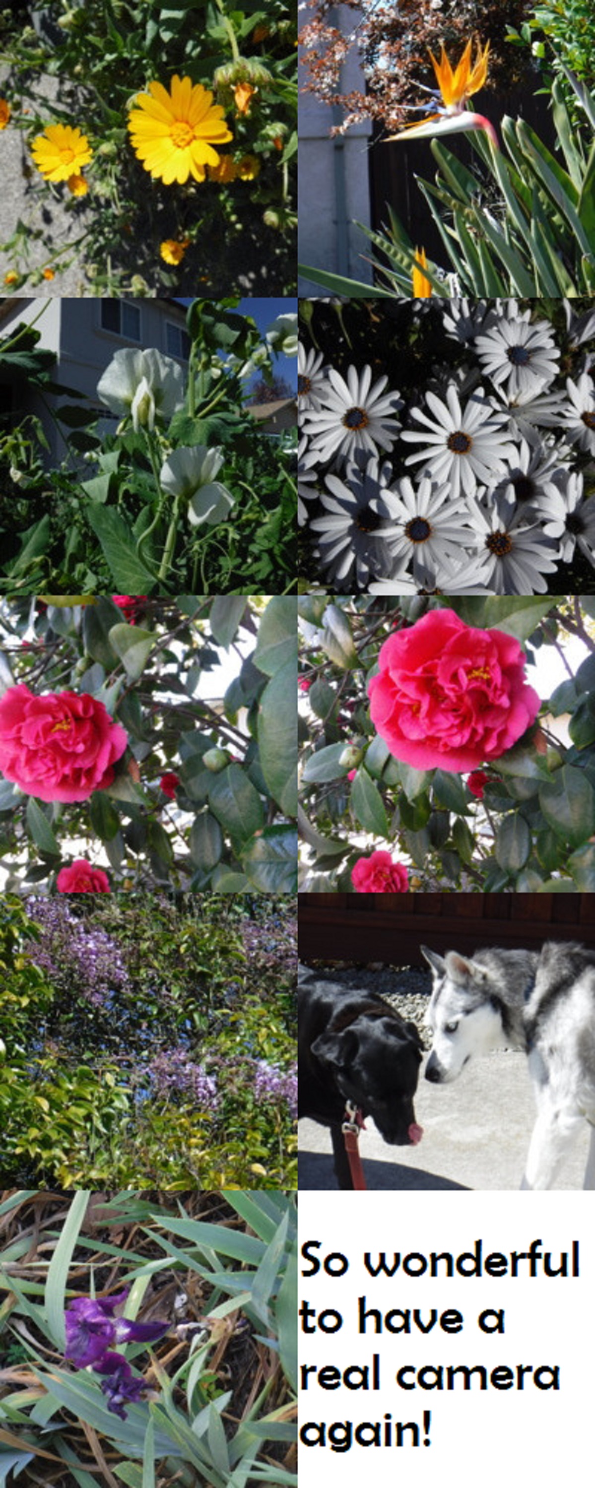 Collage I made of the photos I took WITH my camera on Angel's and my afternoon walk Collage I made of the photos I took WITH my camera on Angel's and my afternoon walk