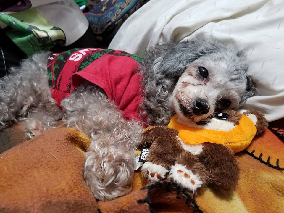 Photo Credit: My sister snapped this picture of Doodles. Photo Credit: My sister snapped this picture of Doodles.