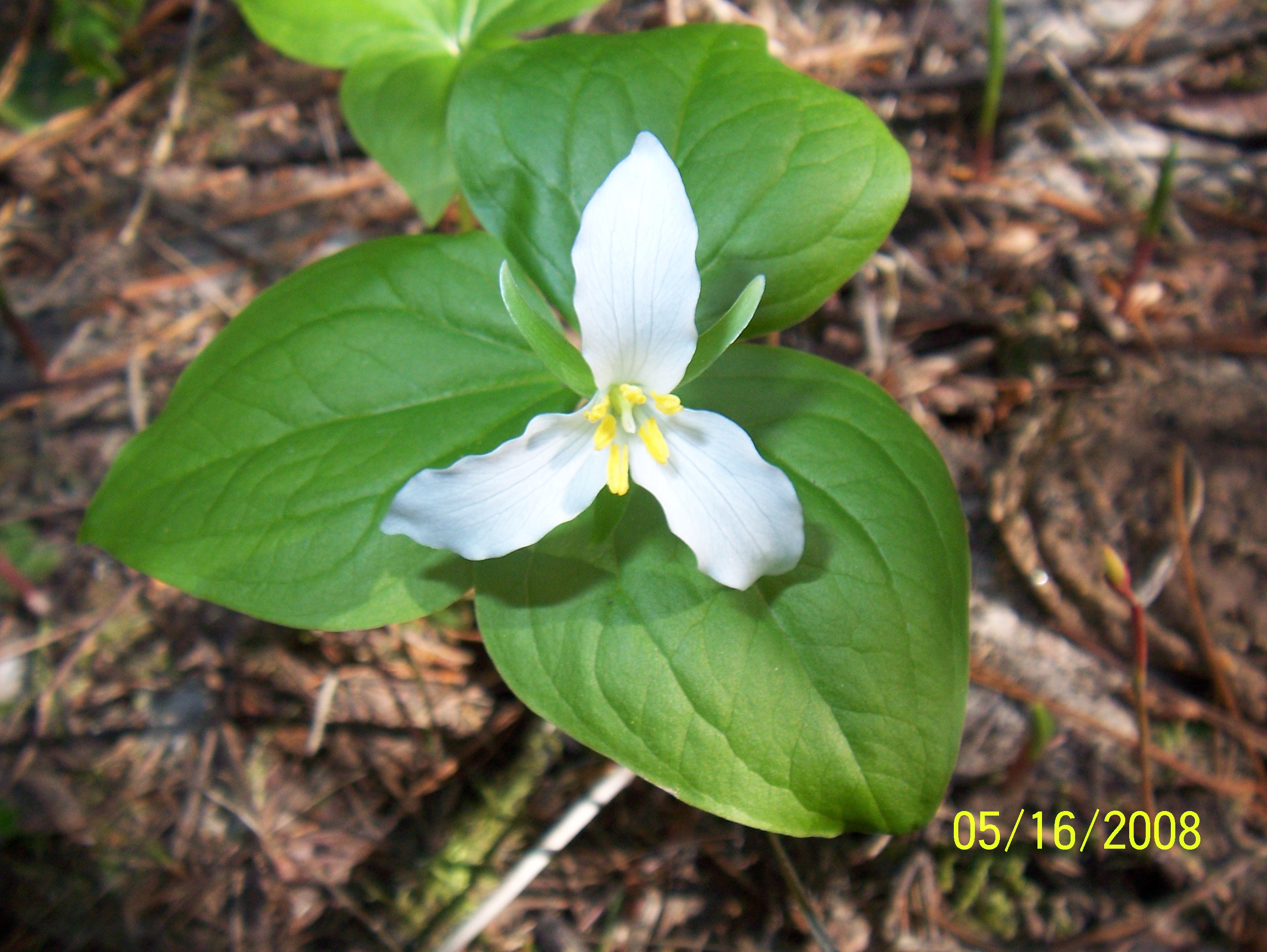 Wake Robin also known as Trillium