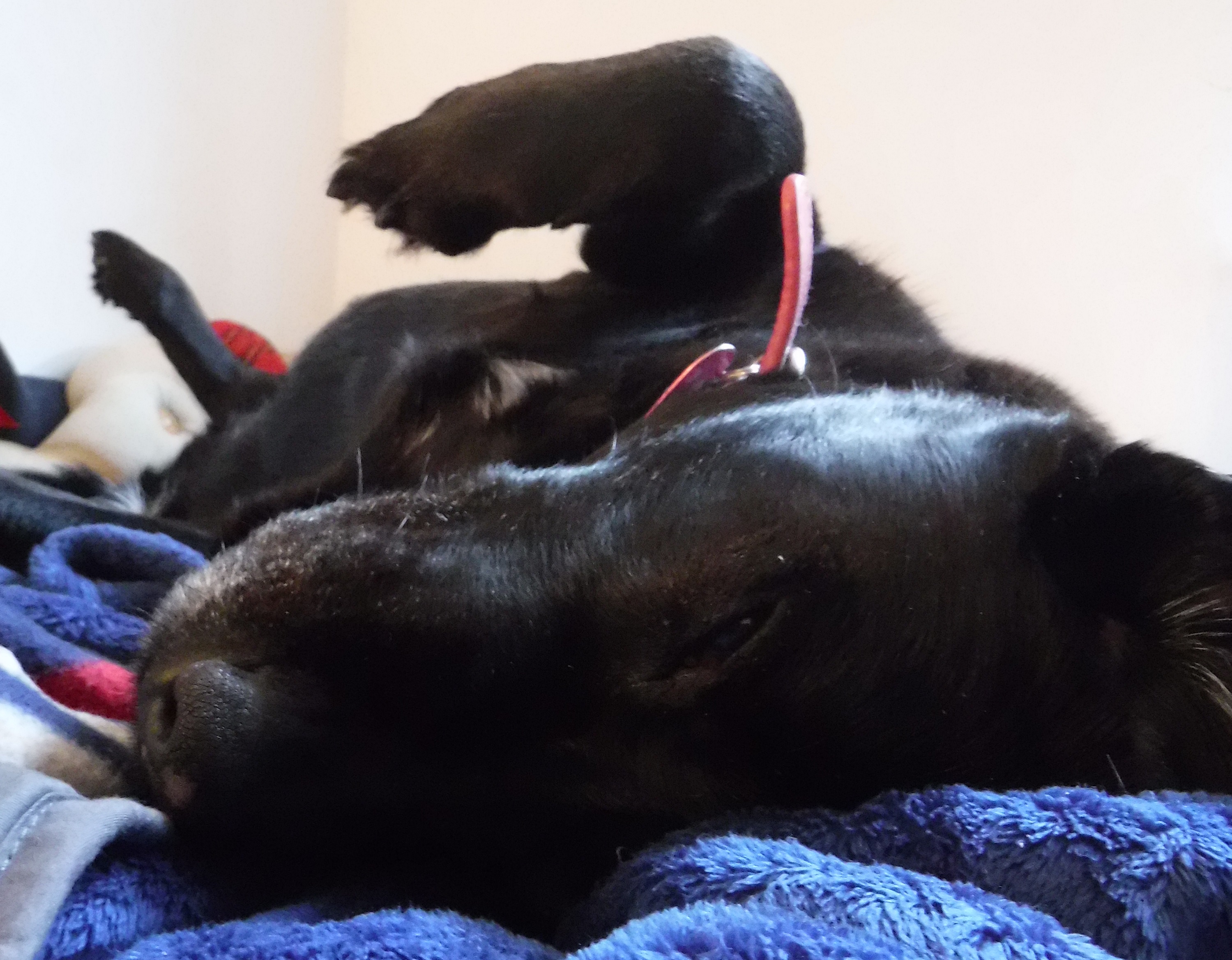 Goofy dog on my bed 3-14-20 Goofy dog on my bed 3-14-20