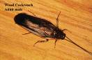 roach..:) - roach