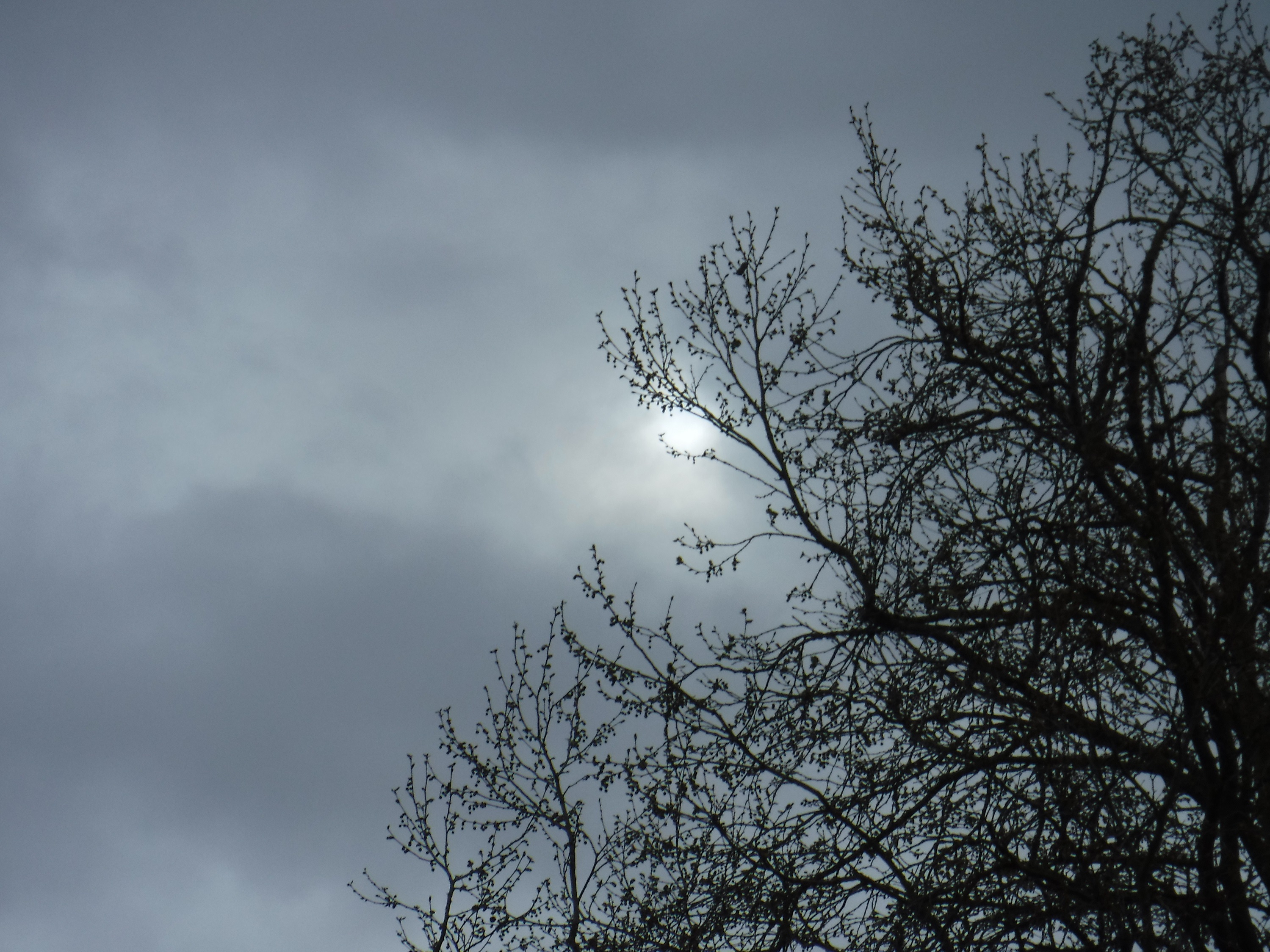 Photo taken by me 3-16-20 Photo taken by me 3-16-20