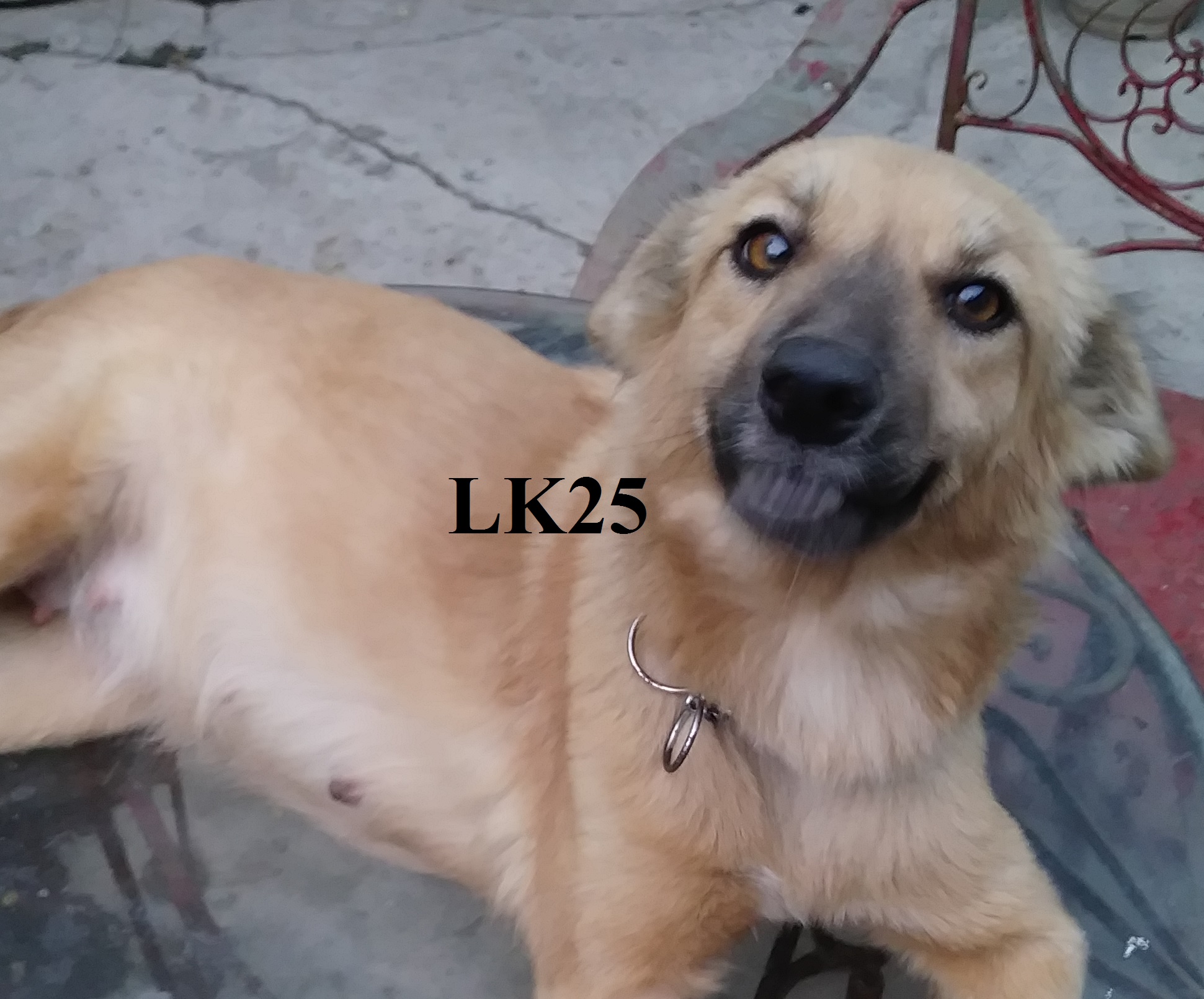 dog, pregnant dog, pregnant