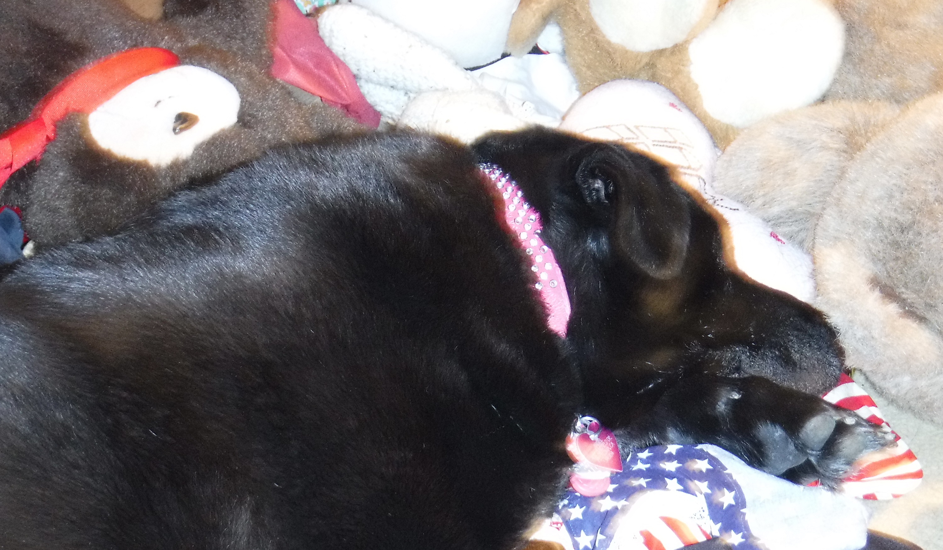 Photo I took of Angel on the floor with bear pillows