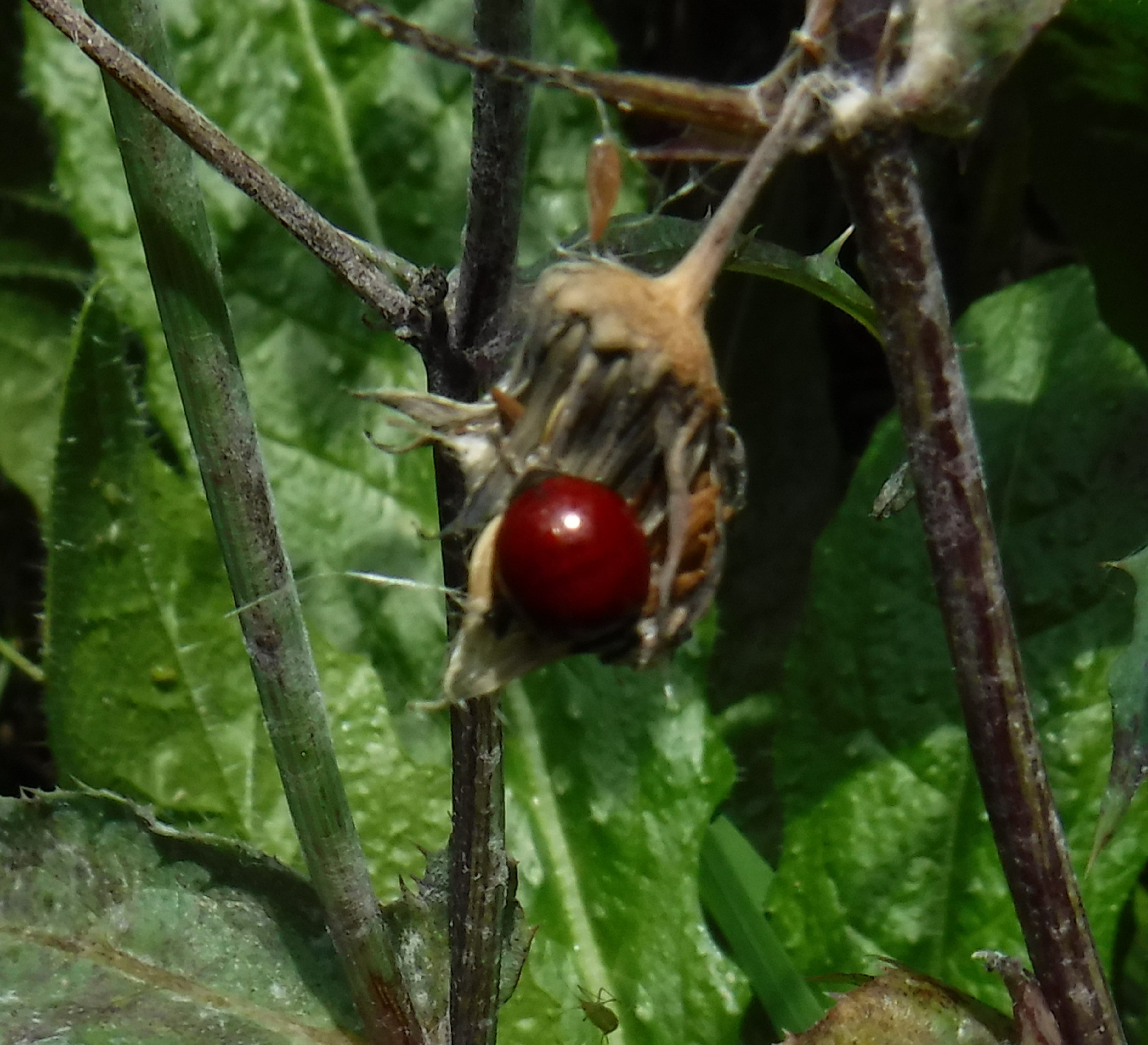 Photo I took of a ladybug while outside weeding 3-25-20 Photo I took of a ladybug while outside weeding 3-25-20