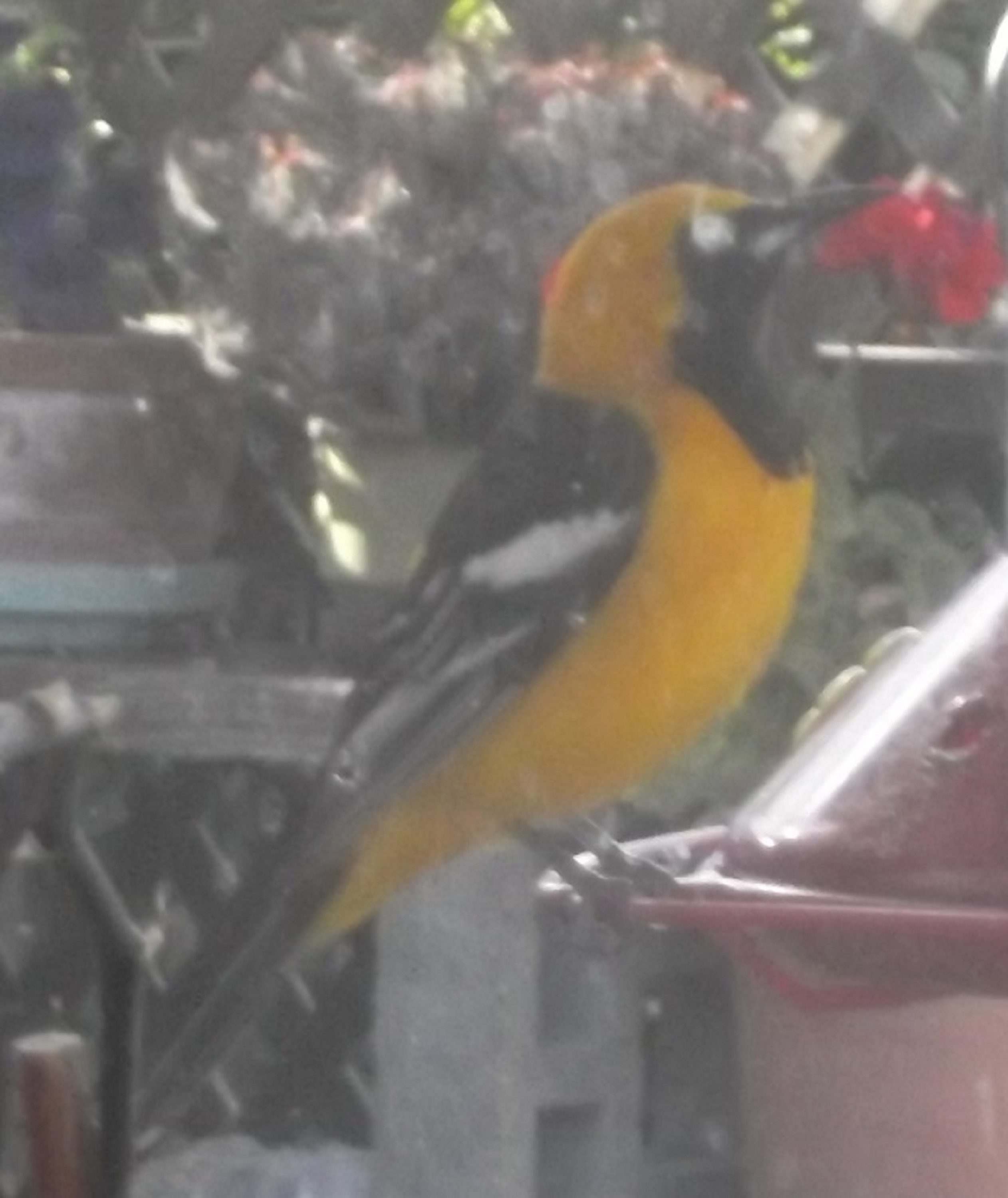 Photo I took of the male Oriole at the feeder in 2016 Photo I took of the male Oriole at the feeder in 2016