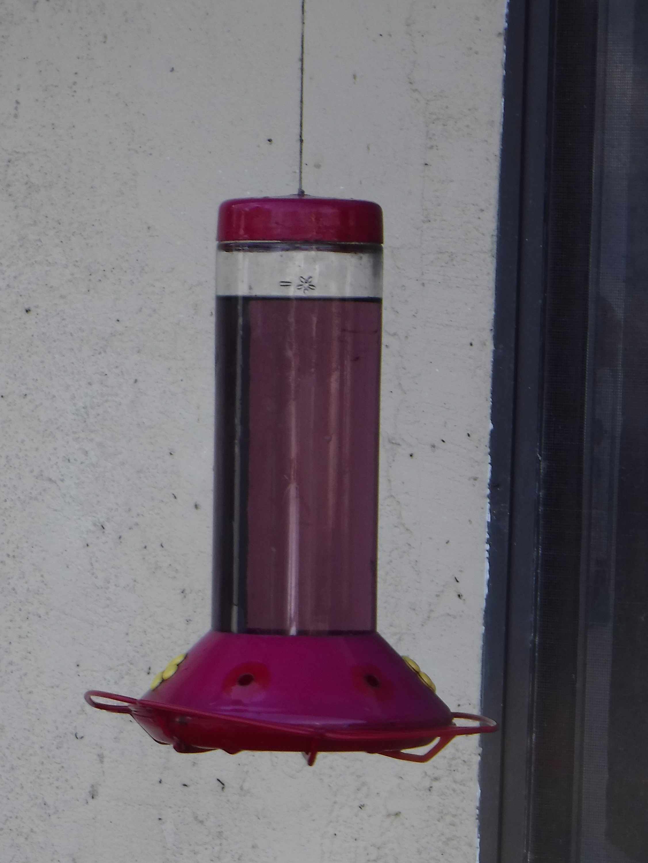 Photo I took of the purple/lavender Hummingbird food out Photo I took of the purple/lavender Hummingbird food out
