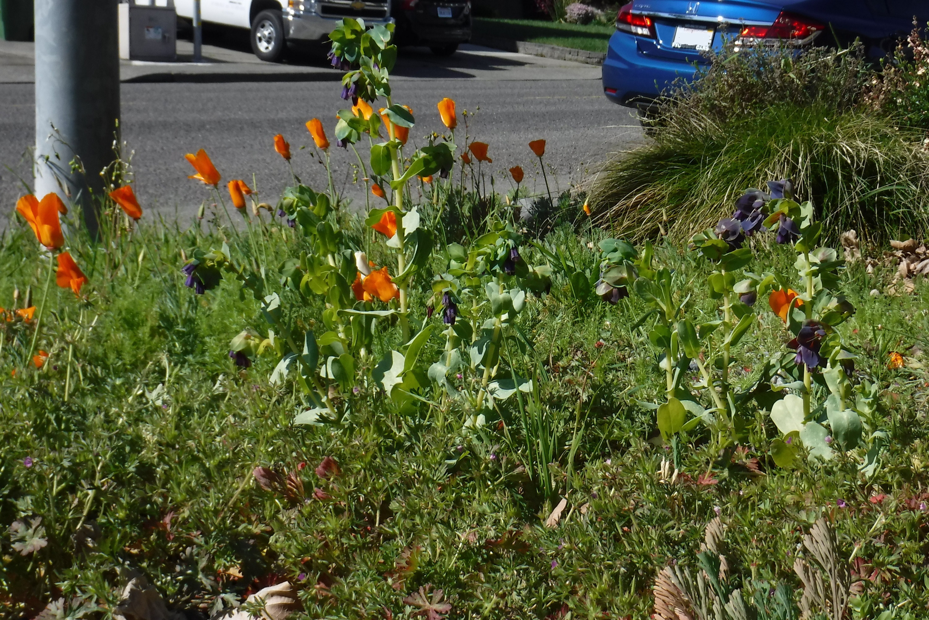 Photo I took while out weeding this morning Photo I took while out weeding this morning