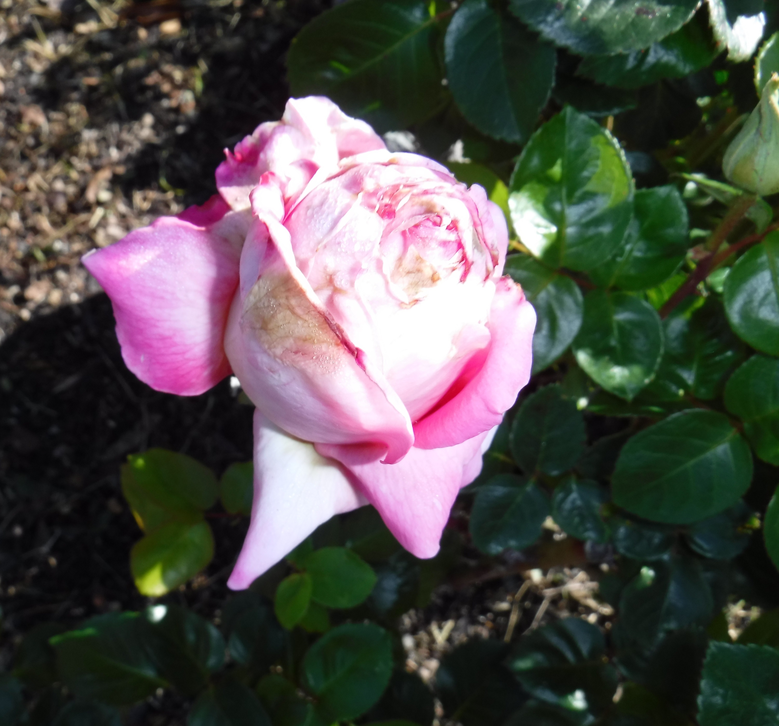 Photo taken by me 3-26-20 Photo taken by me 3-26-20