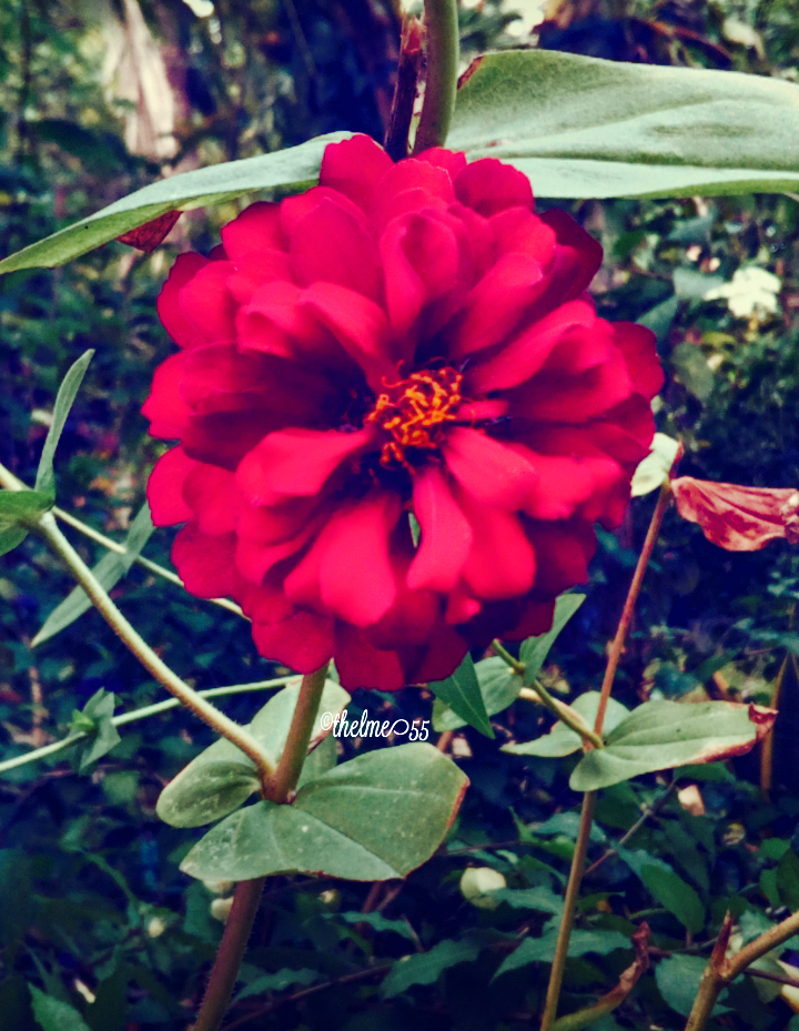 A beautiful zinnia A beautiful zinnia