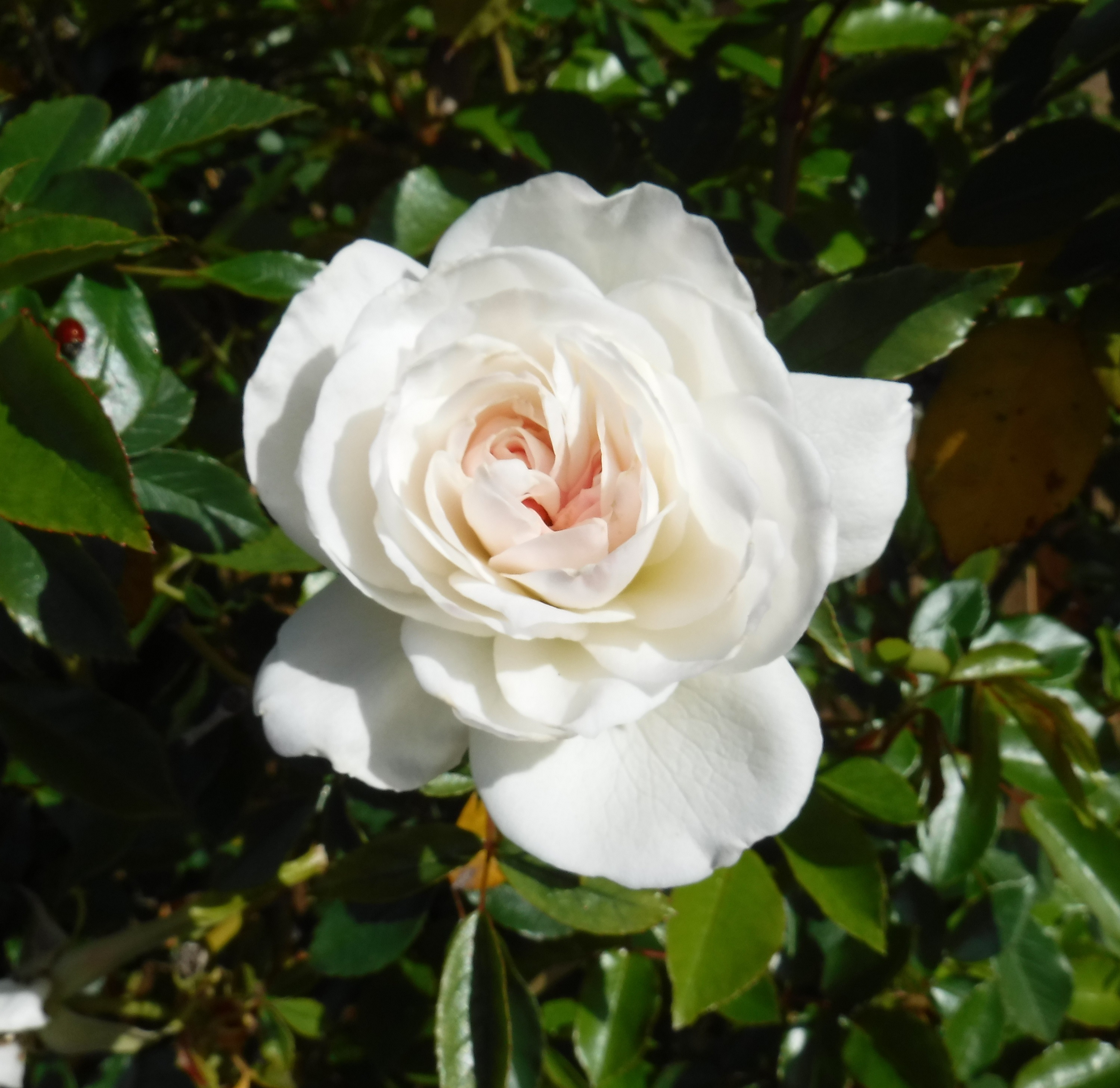 Photo taken by me 3-22-20 Photo taken by me 3-22-20
