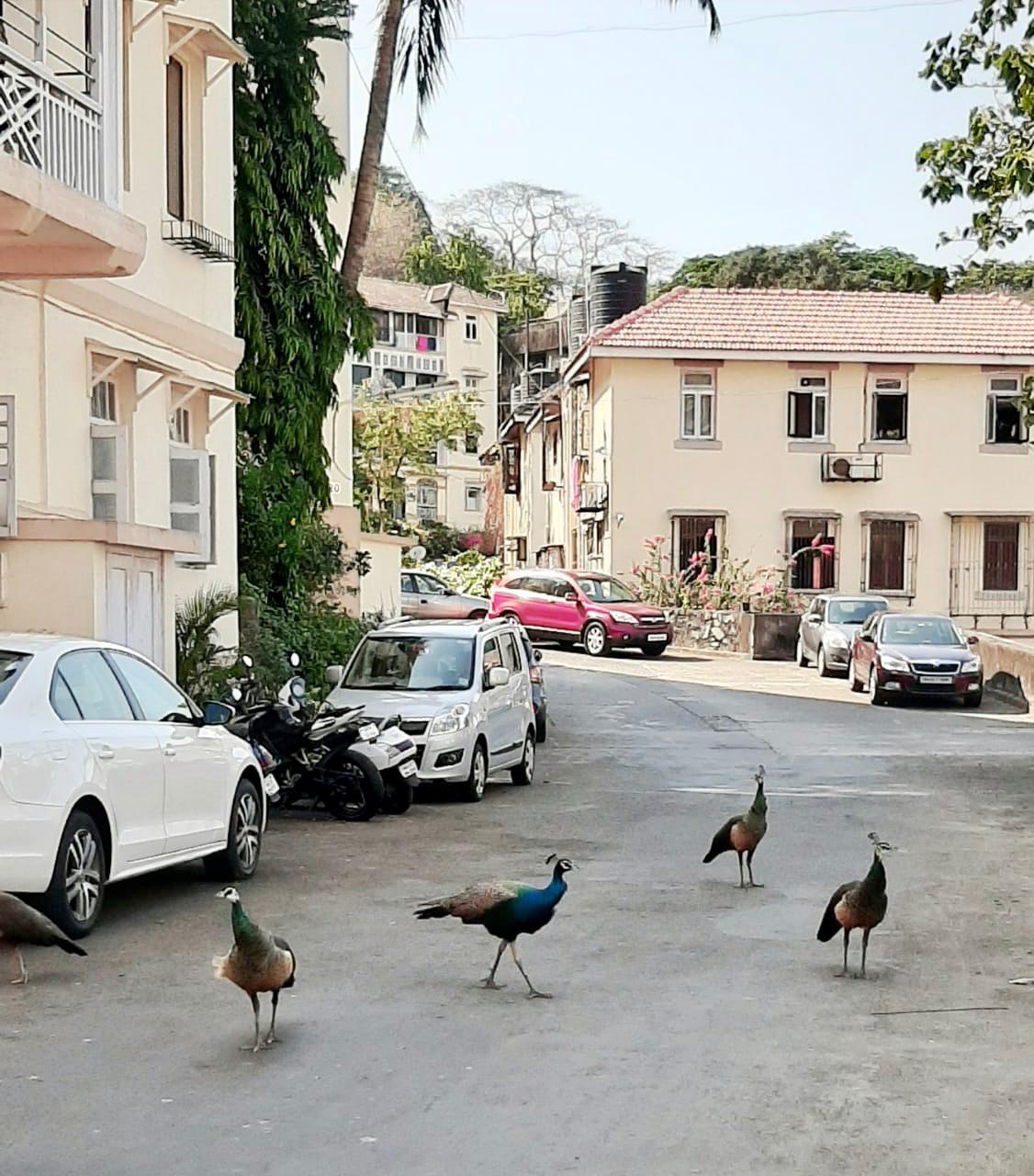 Peacocks on the streets of Mumbai