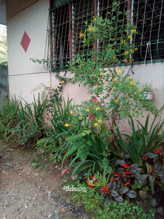 My Philippines home My Philippines home