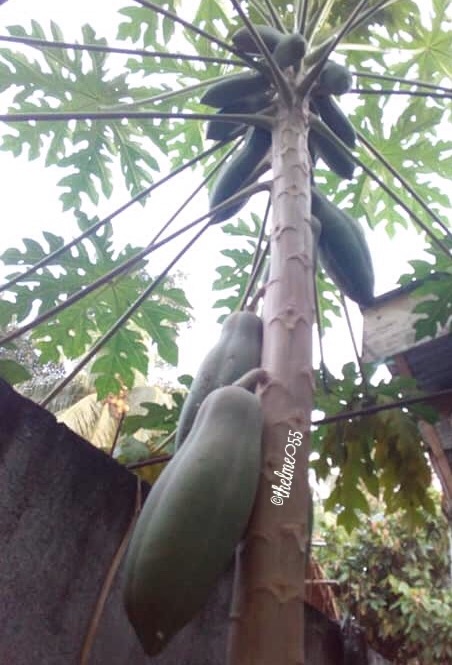 Papayas Papayas