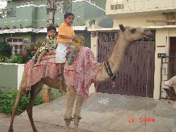 Camel ride at Mysore, India - Photographed in a street at Mysore Camel ride at Mysore, India - Photographed in a street at Mysore