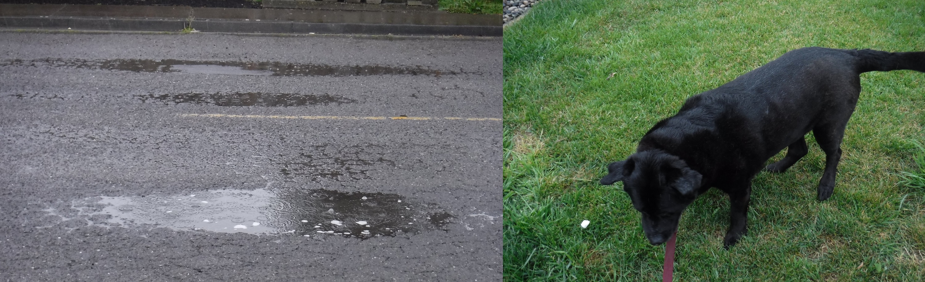 Pictures I took this morning of rain in a puddle and Angel enjoying her walk Pictures I took this morning of rain in a puddle and Angel enjoying her walk