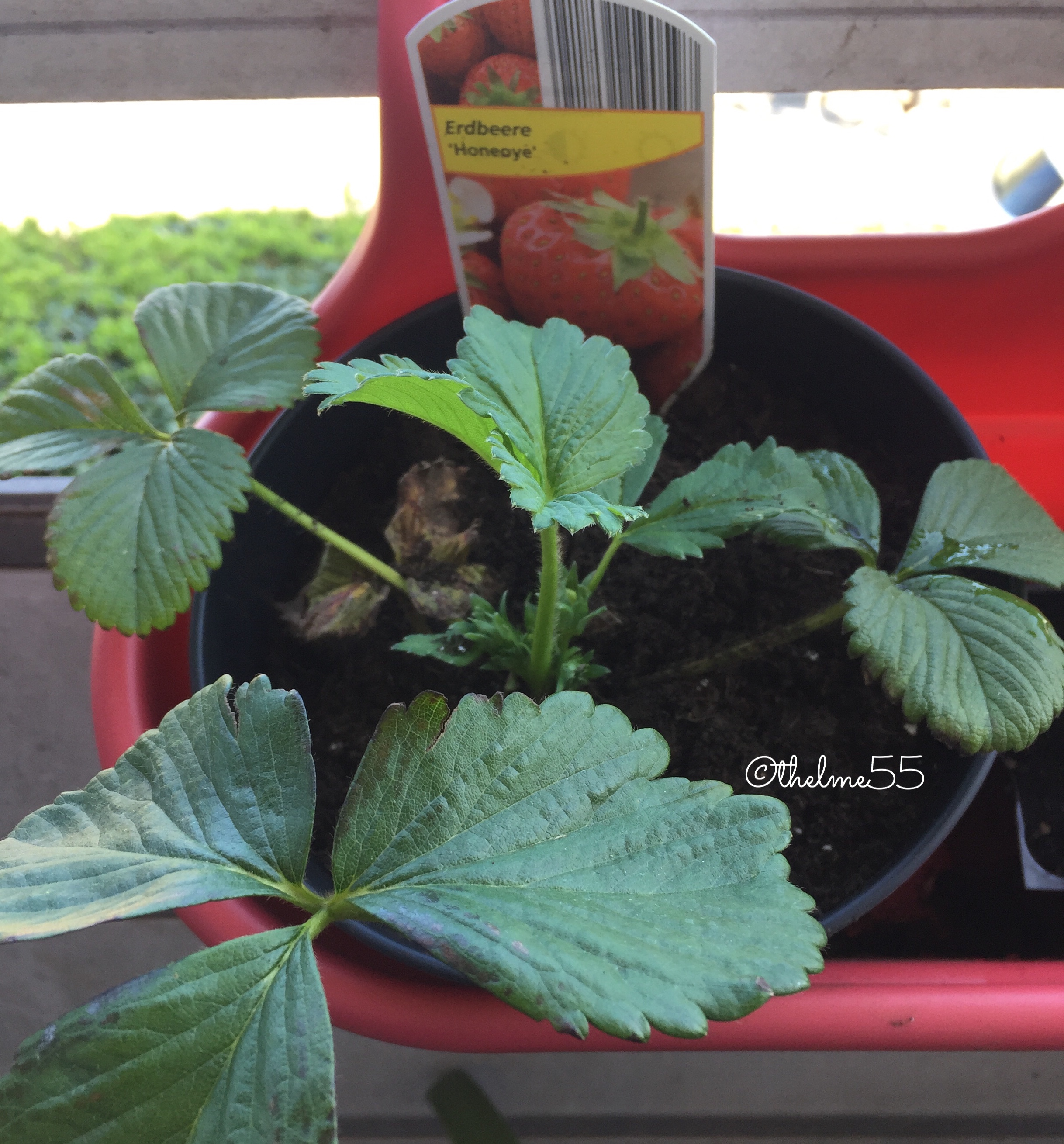 Hanging strawberry plant Hanging strawberry plant