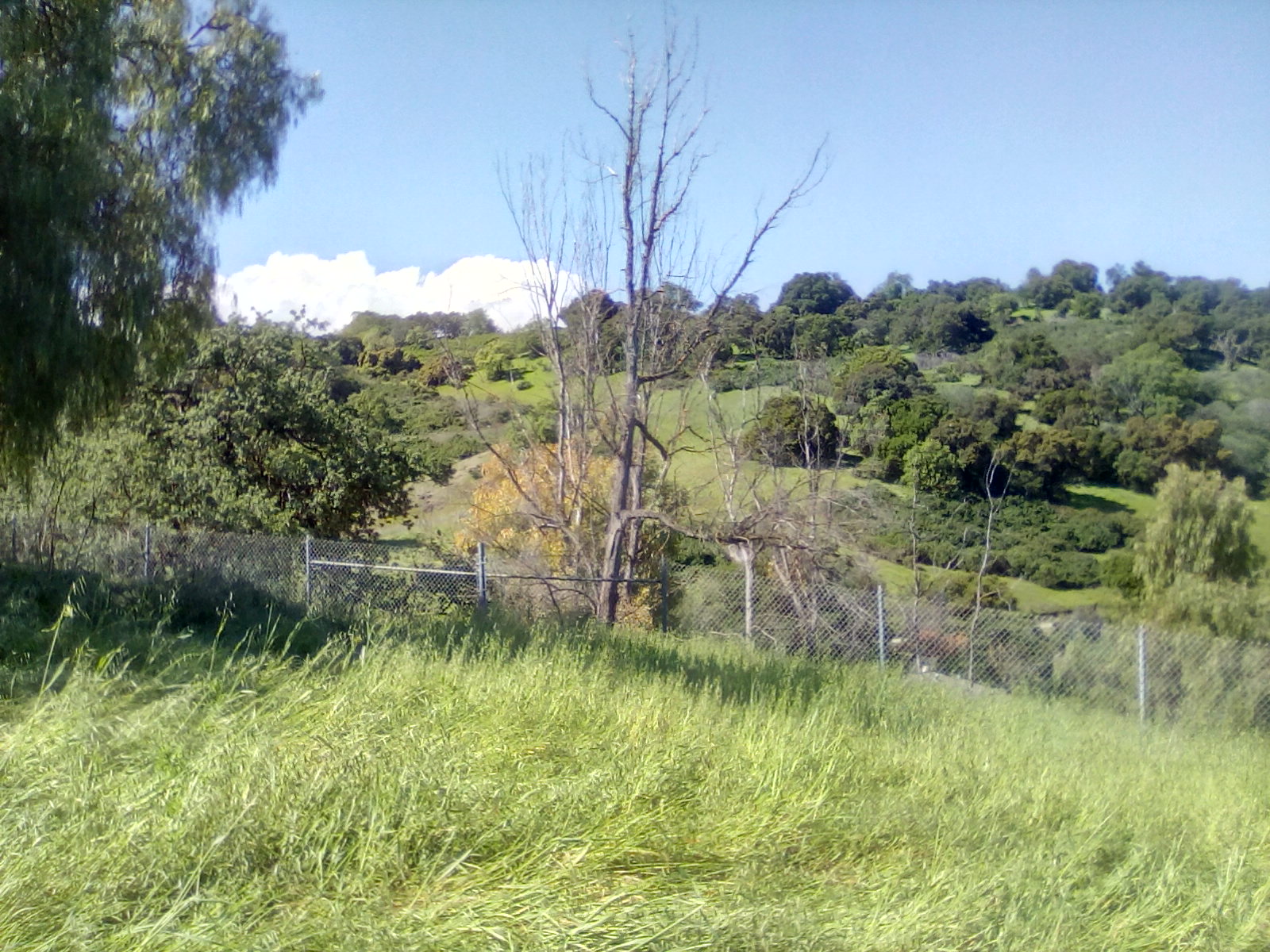 Foothill parks,park, santa teresa,forest,oak Foothill parks,park, santa teresa,forest,oak