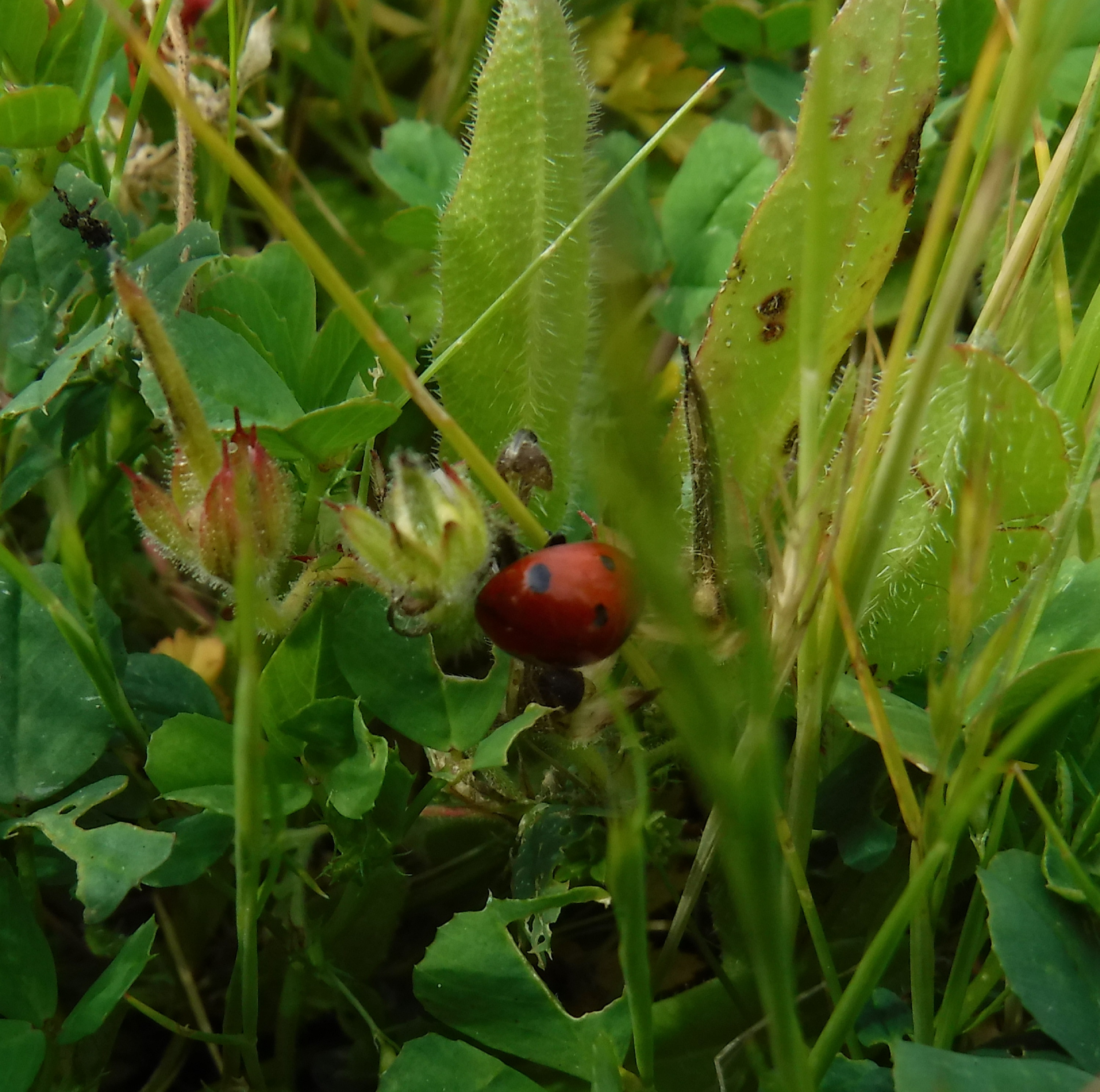 Photo I took of a ladybug when I was weeding Photo I took of a ladybug when I was weeding