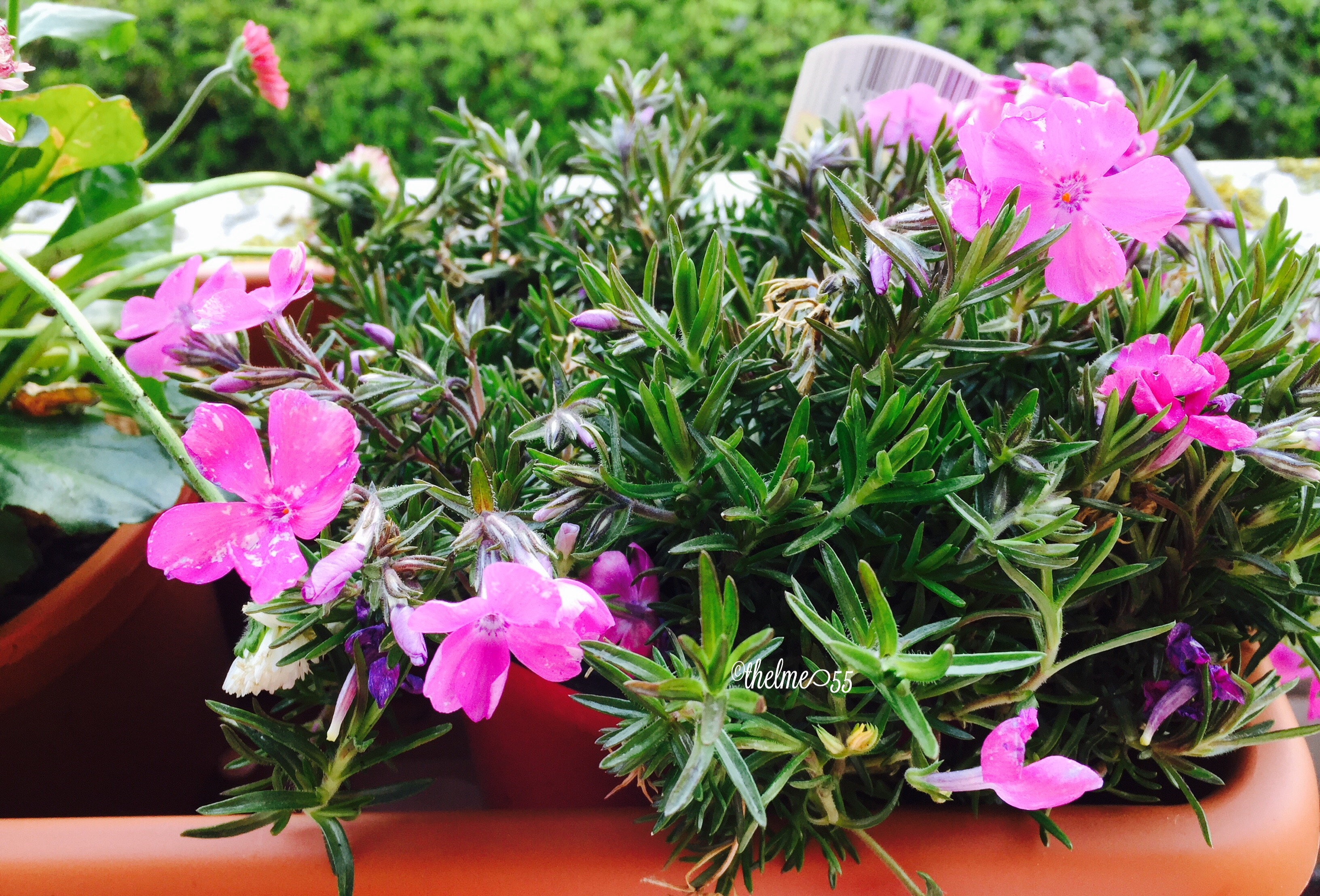 Flowers on my balcony 