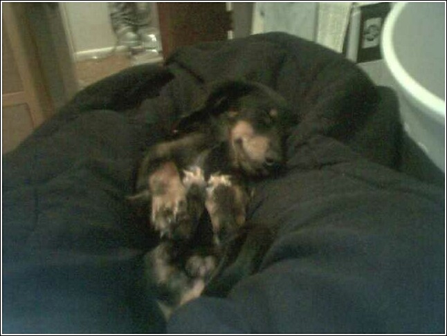Mr. Bruno Tickles - this is my dog his name is Mr. Bruno Tickles. We call him Bruno for short. I just love my doggy!!