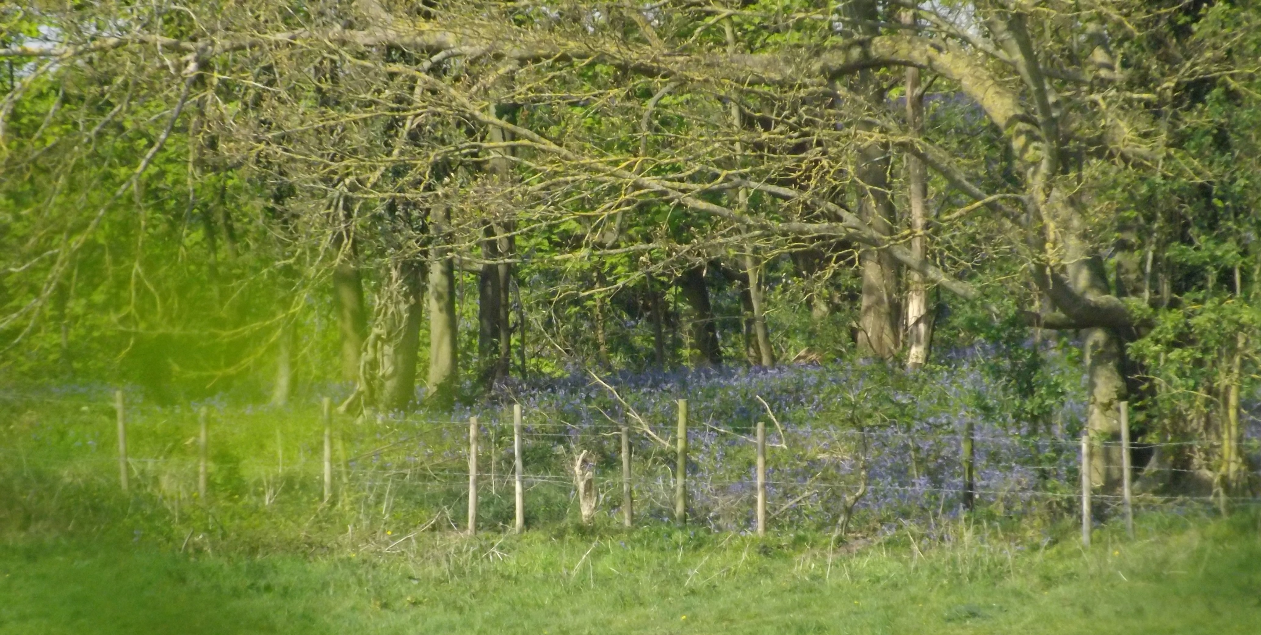 Bluebell, Woodland, England, Spring, Nature