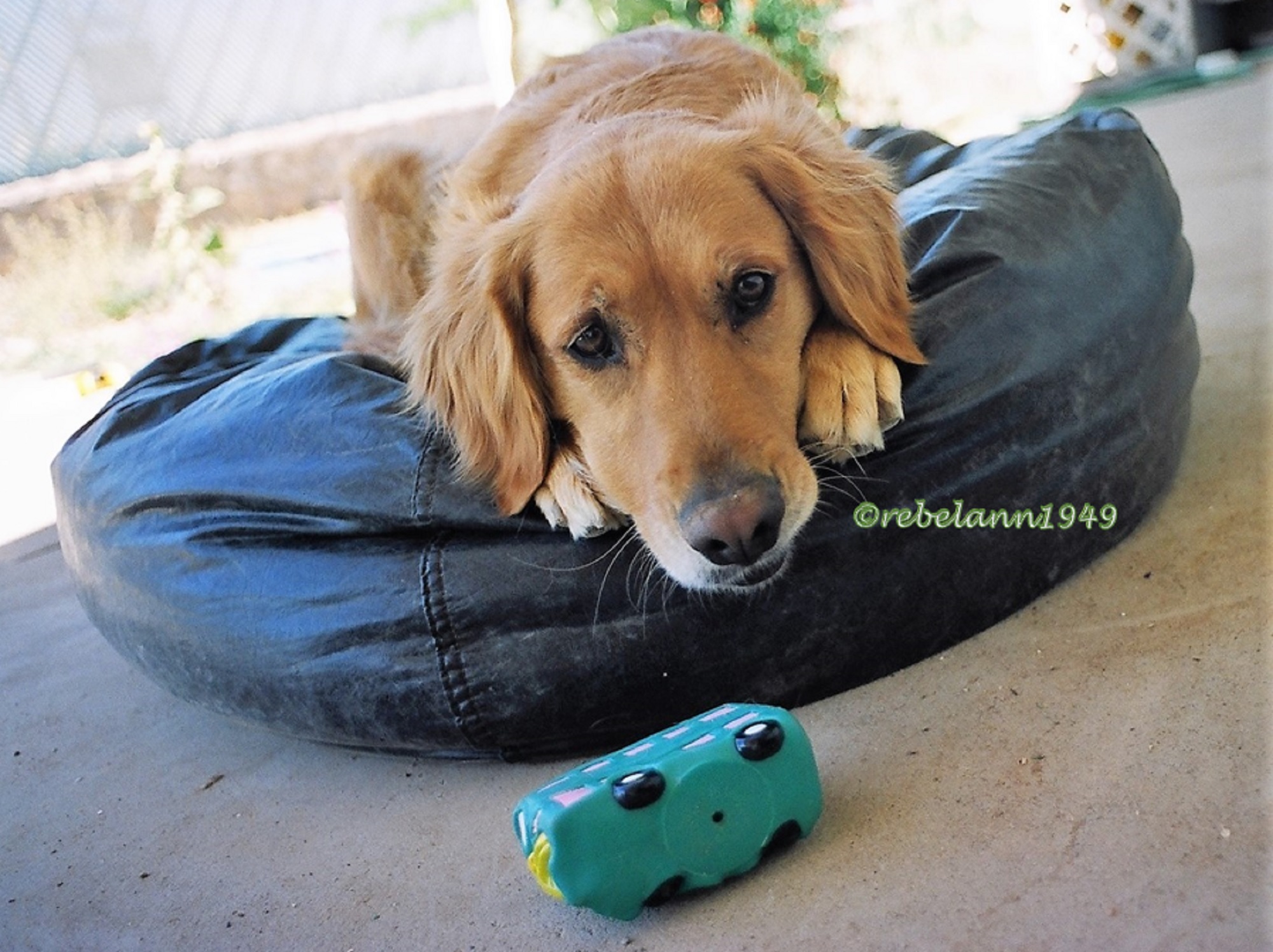 This is Gracie, she was waiting for me to throw her toy for her to fetch. I think I took this in 1994.