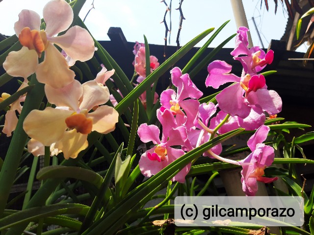 My wife's orchids My wife's orchids
