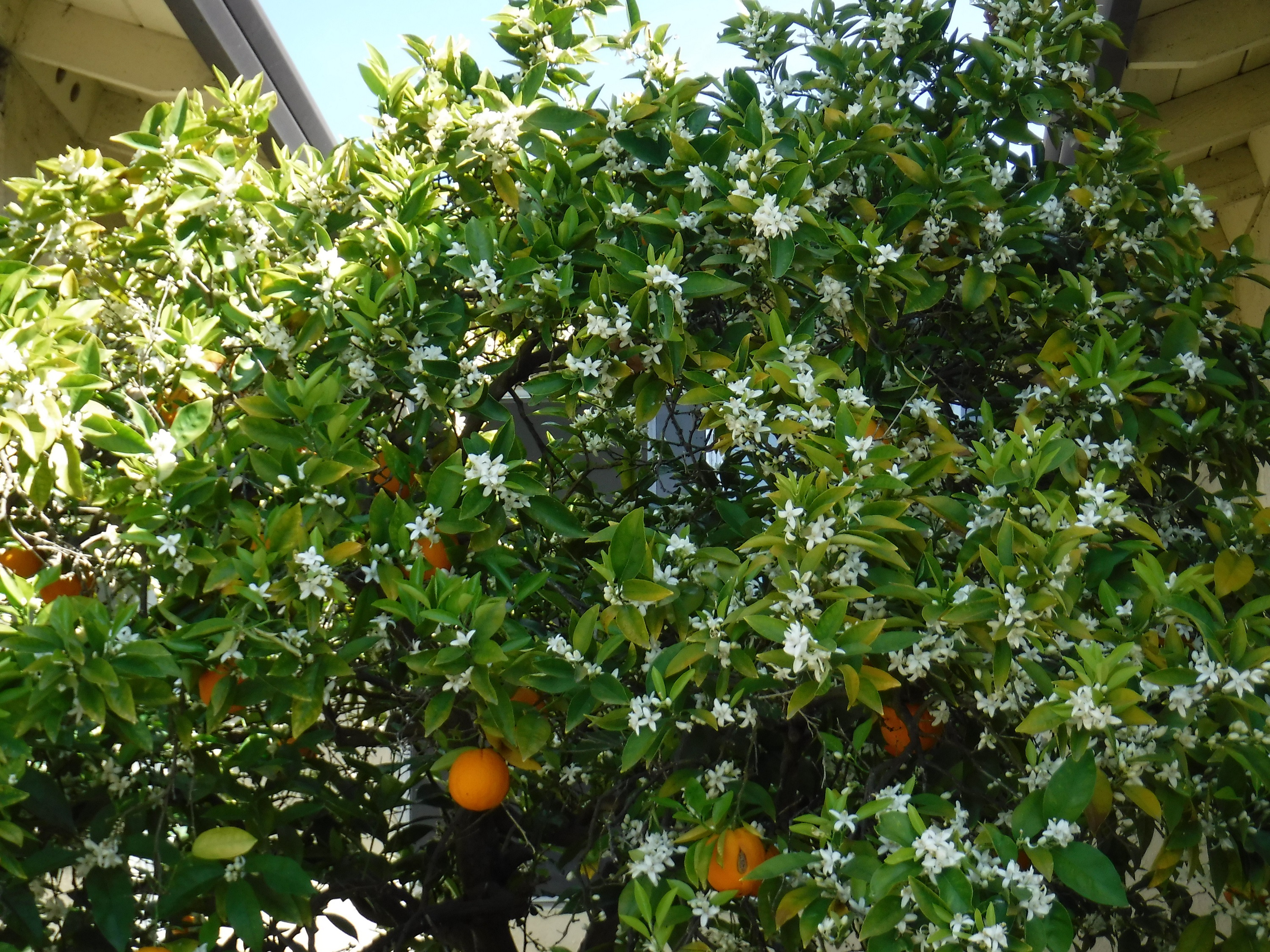 Photo I took of my orange tree
