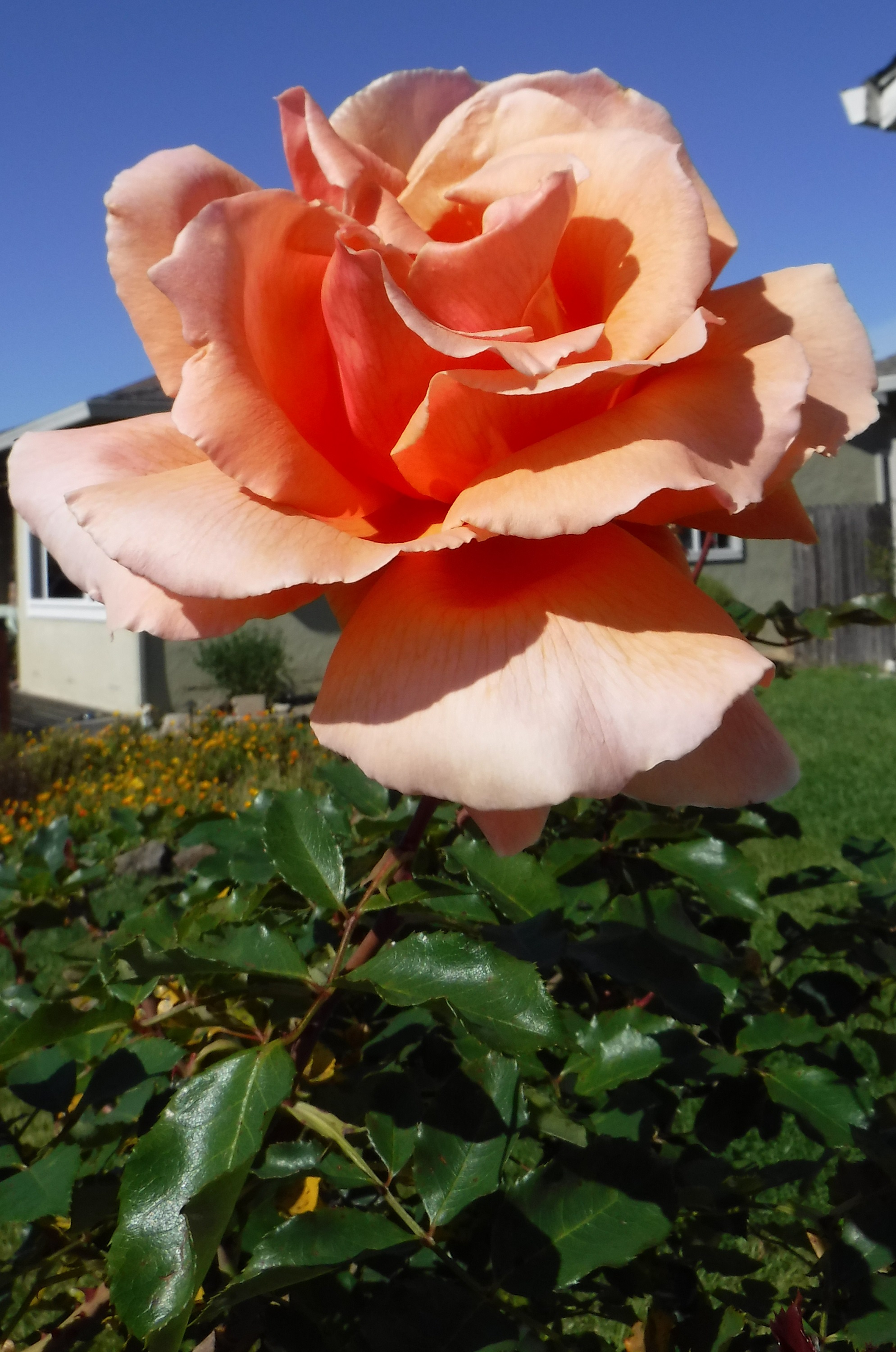Photo taken by me 4-6-20