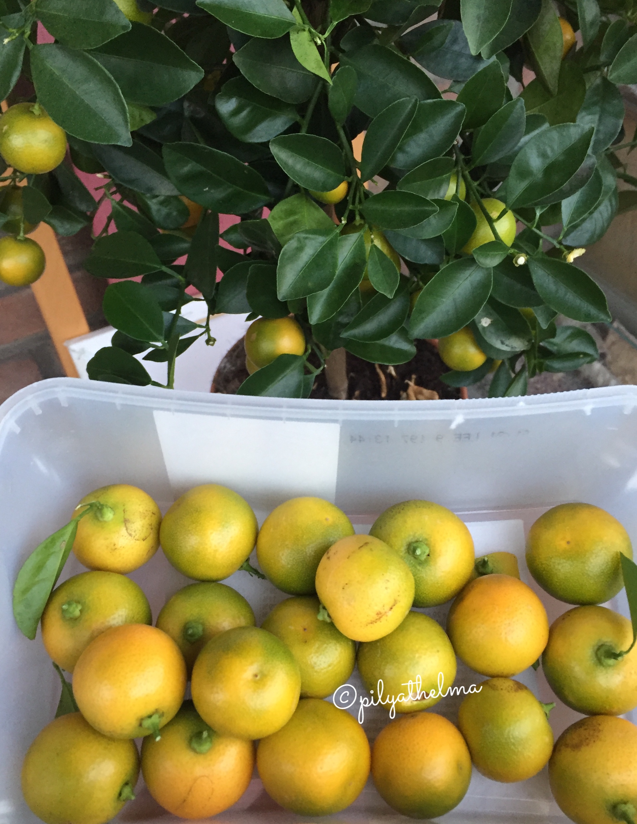 Calamansi fruits Calamansi fruits